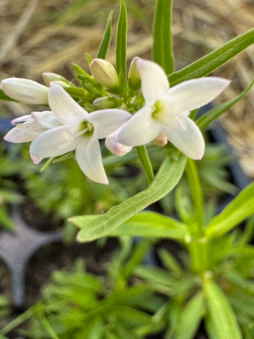 Long leaved bluet (Houstonia Longifolia)
