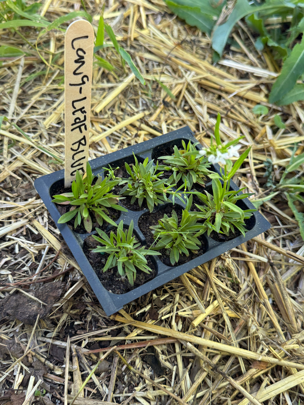 Long leaved bluet (Houstonia Longifolia)