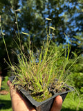 Hairy Grama (Bouteloua Hirsuta)
