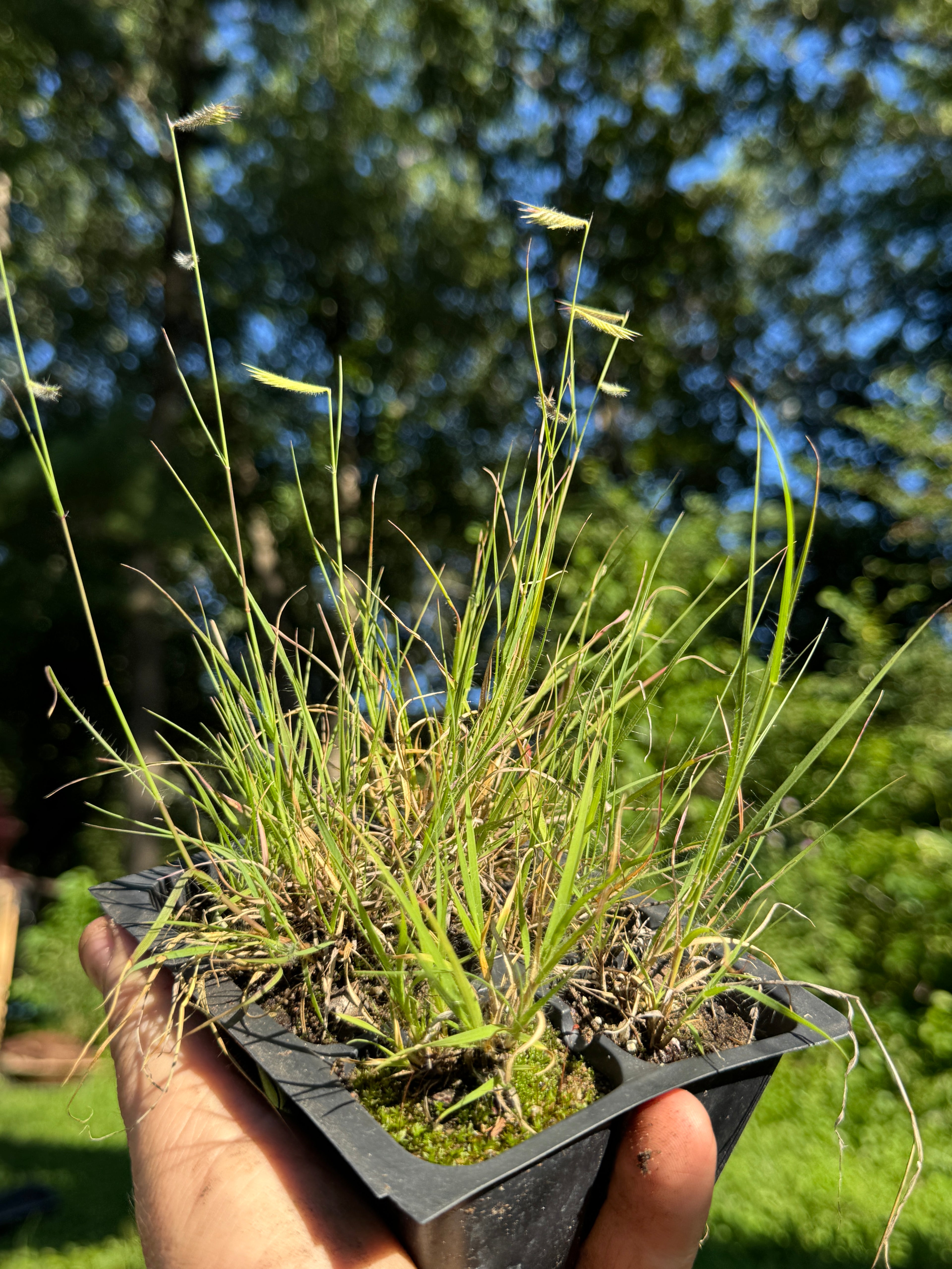 Hairy Grama (Bouteloua Hirsuta)