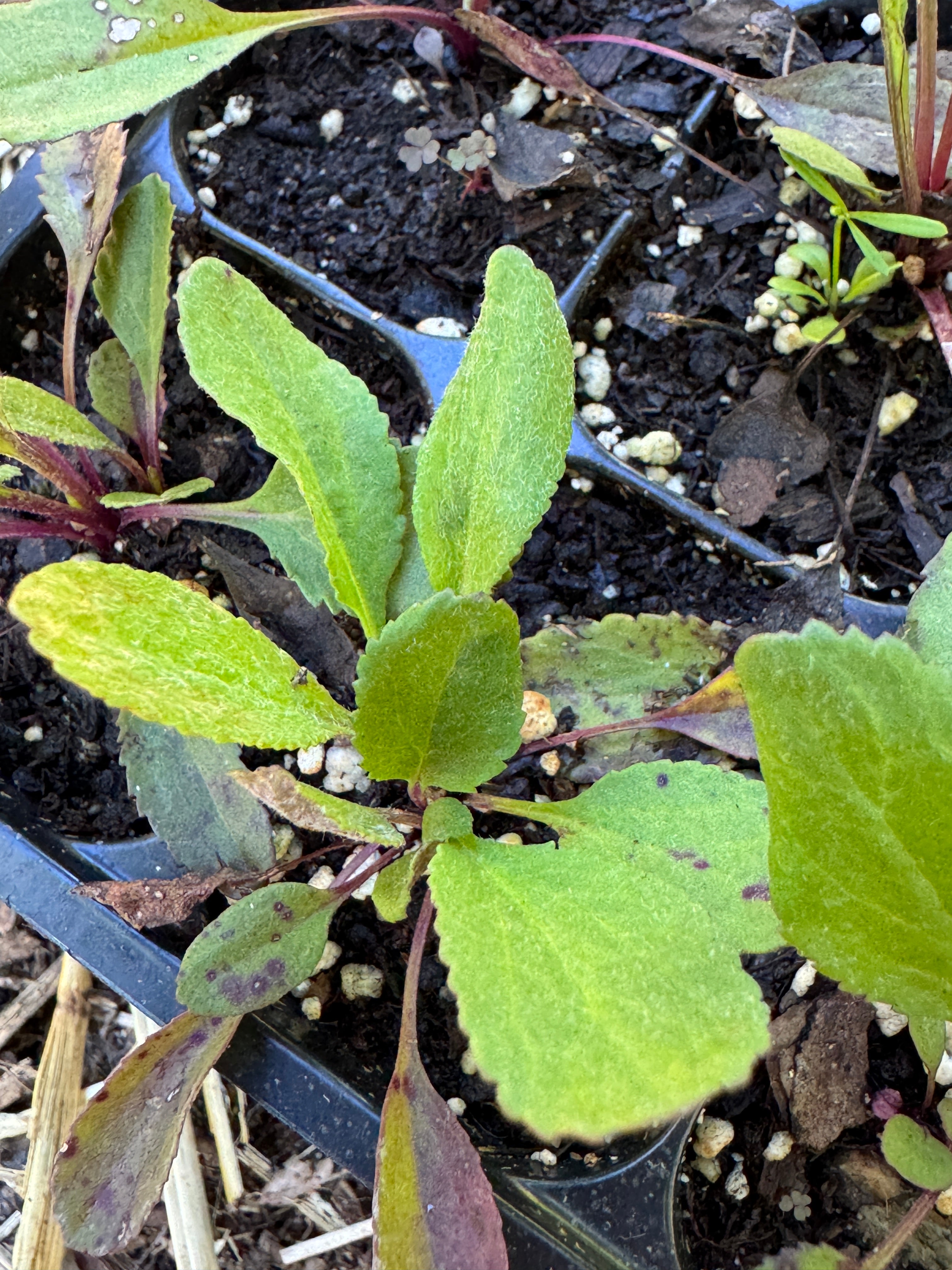 Balsam Ragwort (Packera Paupercula)