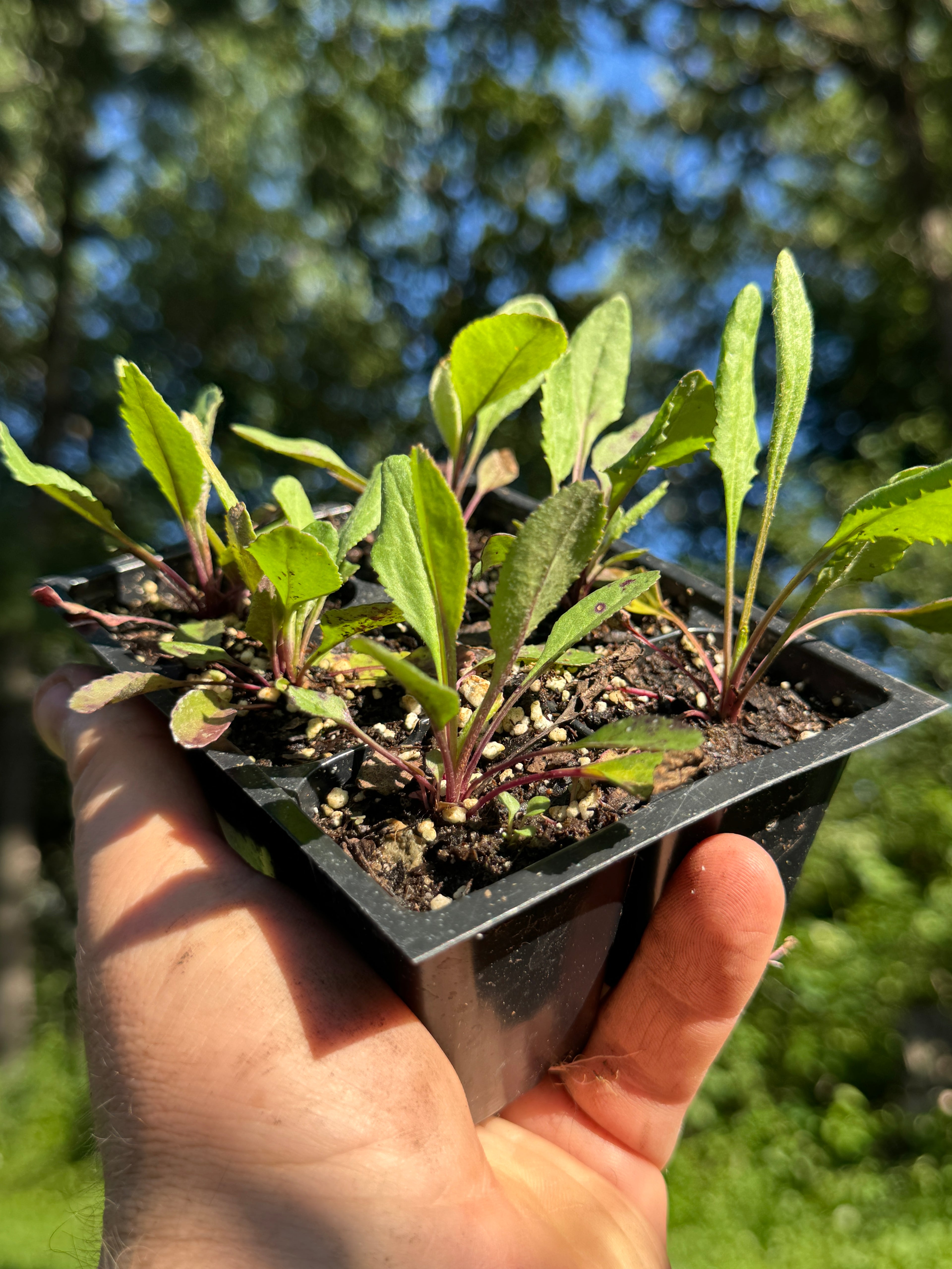 Balsam Ragwort (Packera Paupercula)