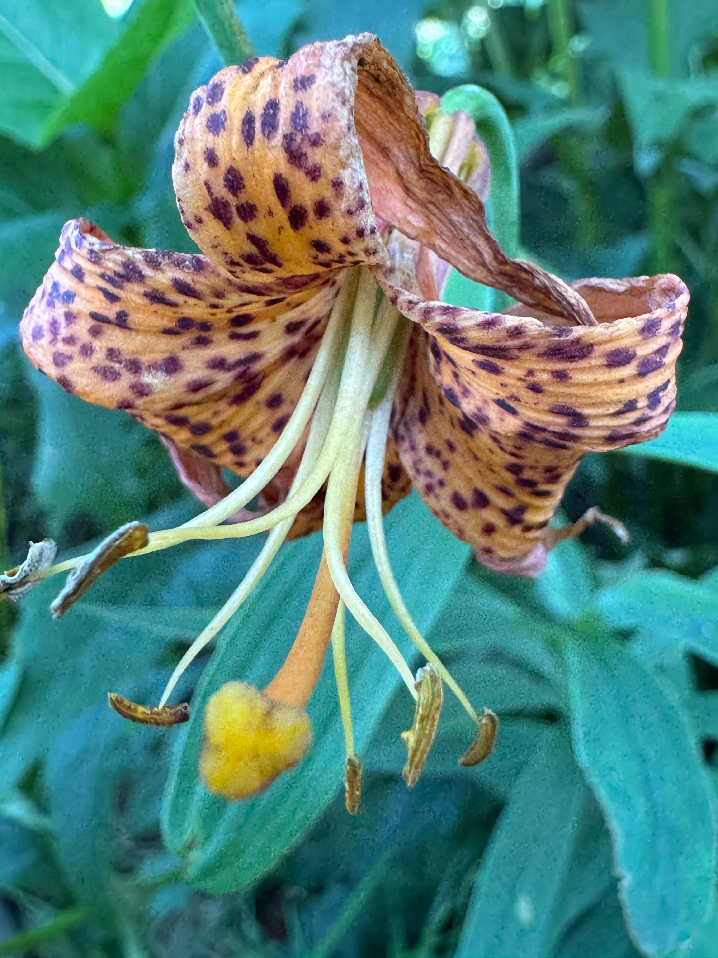 Michigan Lily (Lilium Michiganense)