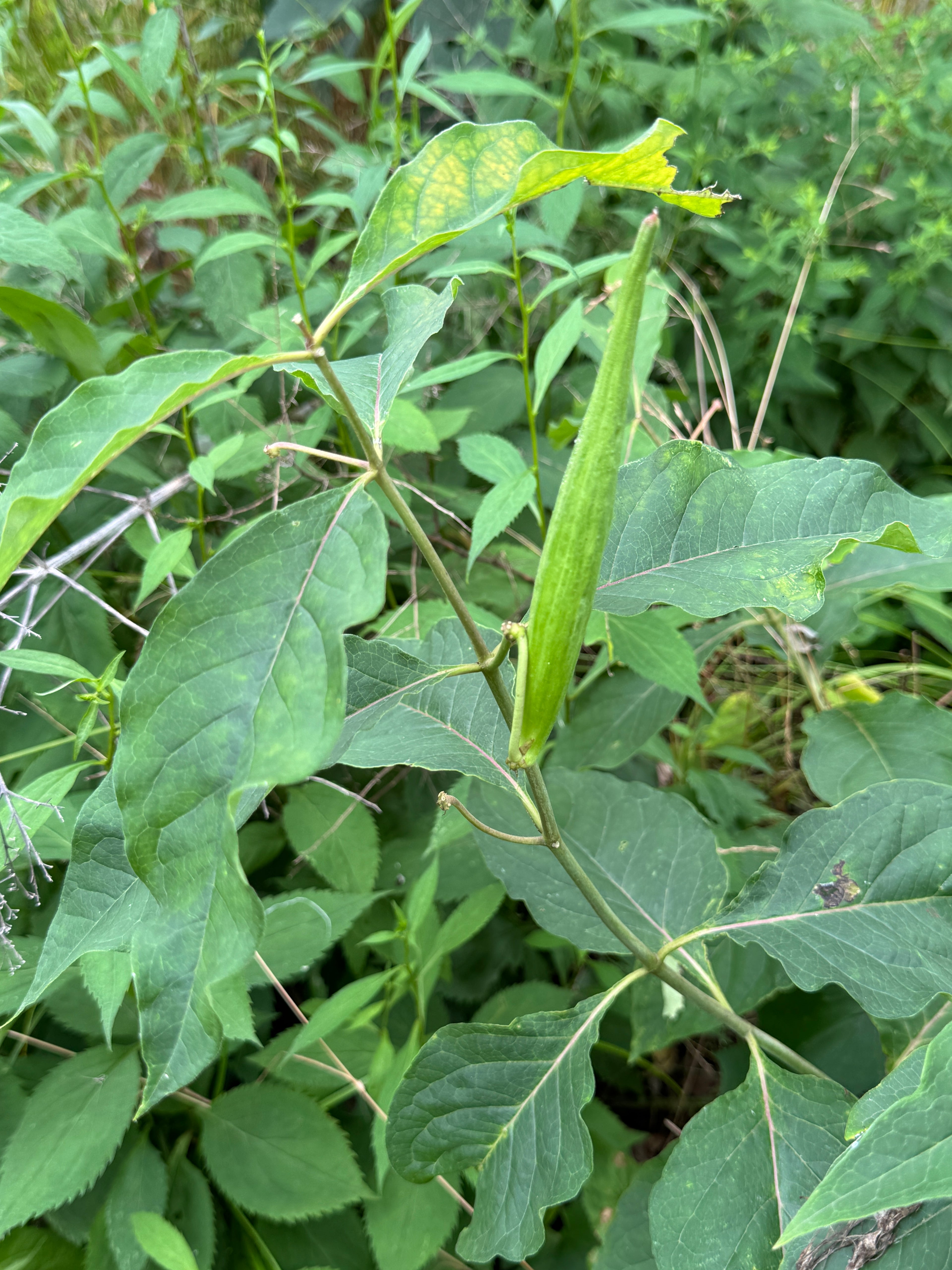 Poke Milkweed (Asclepias Exaltata)