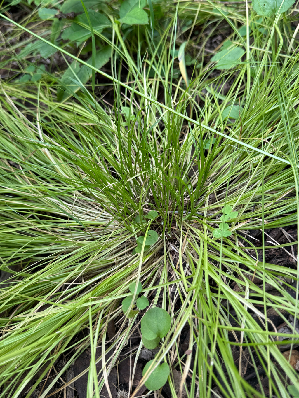 Rosy Sedge (Carex Rosea)
