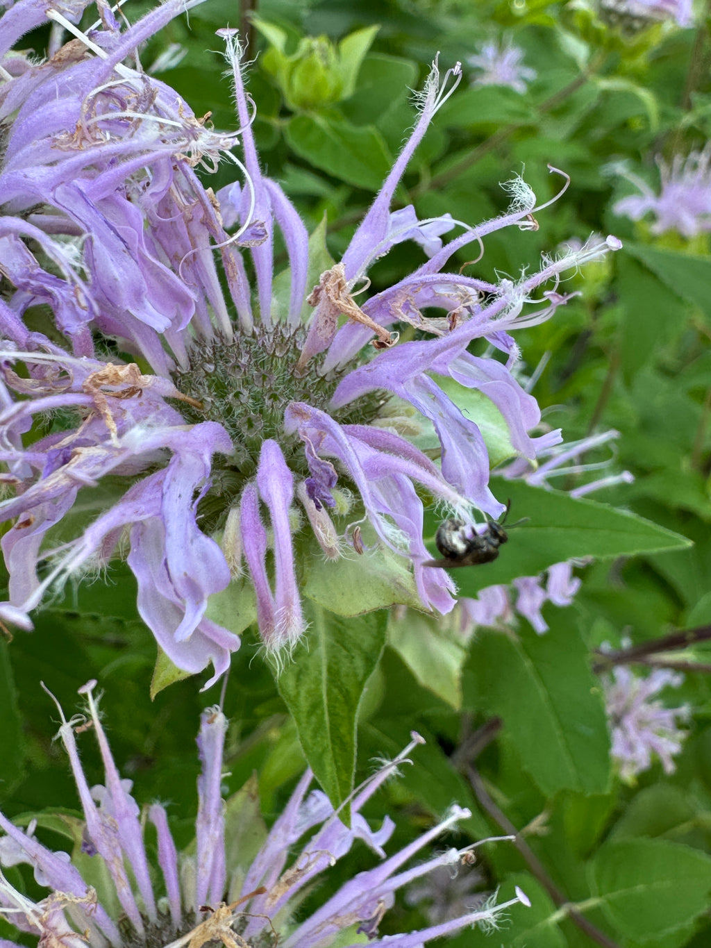 Bee Balm (Monarda Fistulosa)