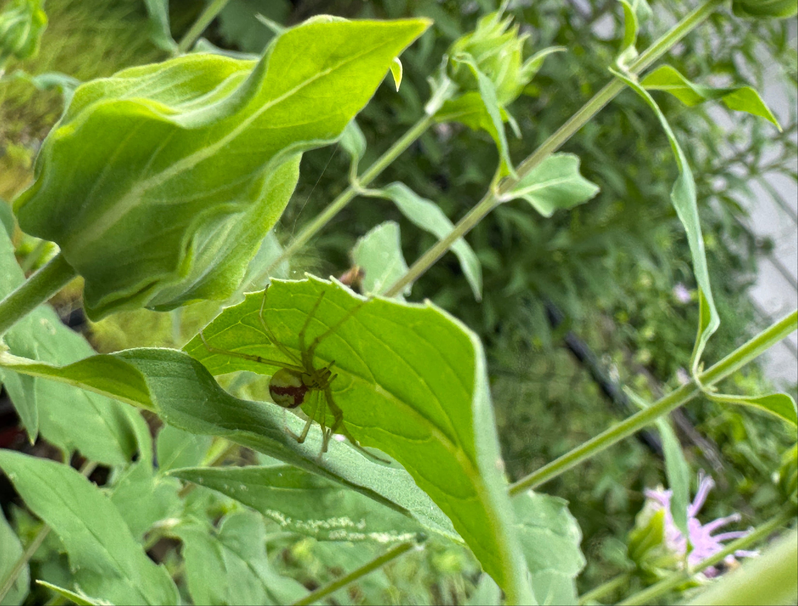 Bee Balm (Monarda Fistulosa)
