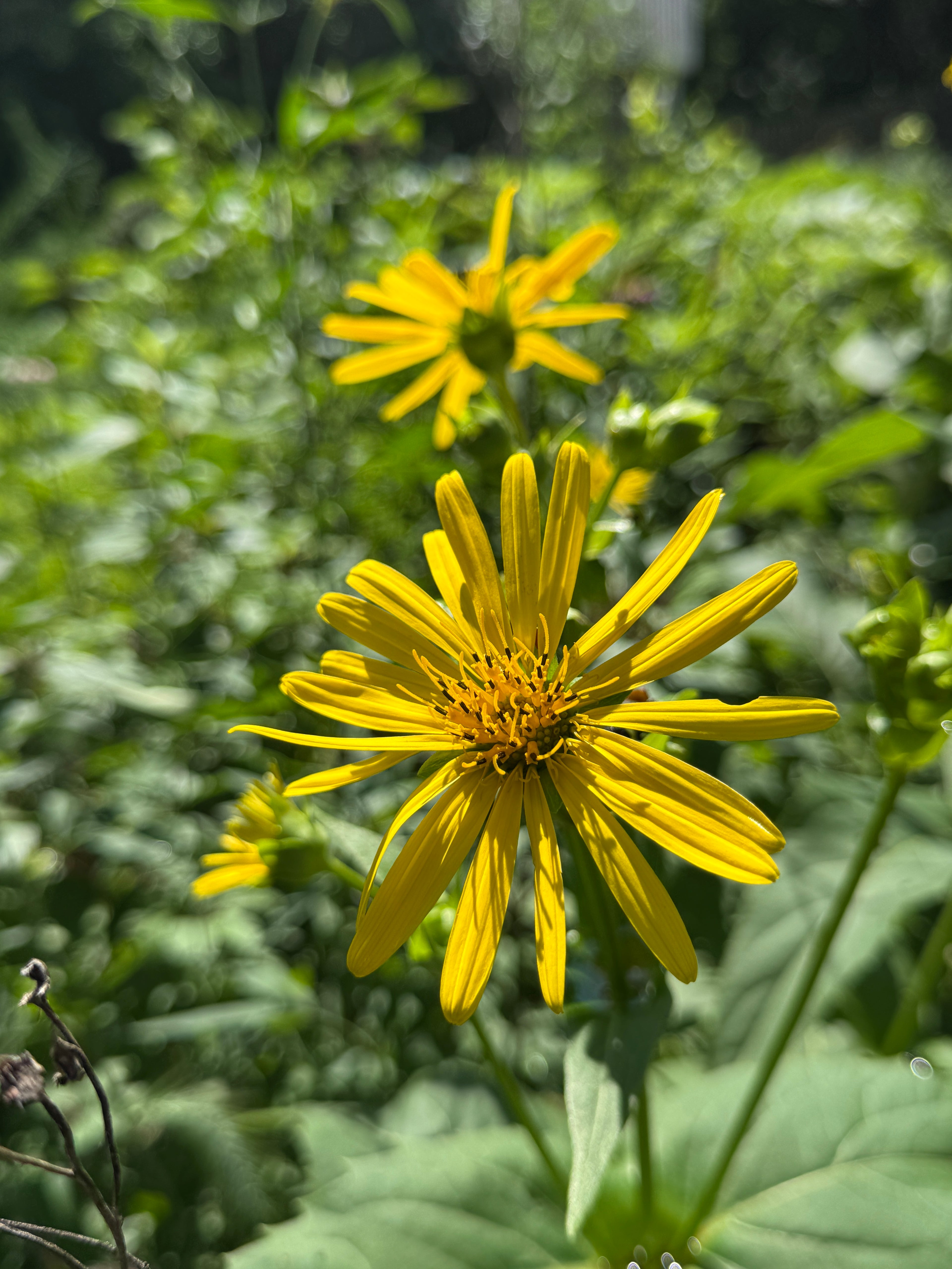 Cup Plant (Silphium Perfoliatum)