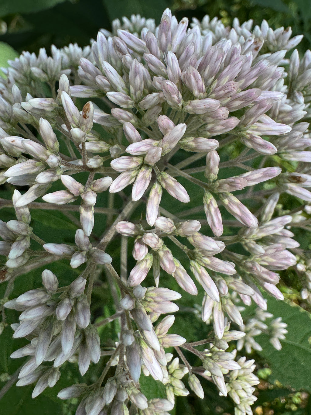 Sweet Joe Pye Weed (Eutrochium Purpureum)