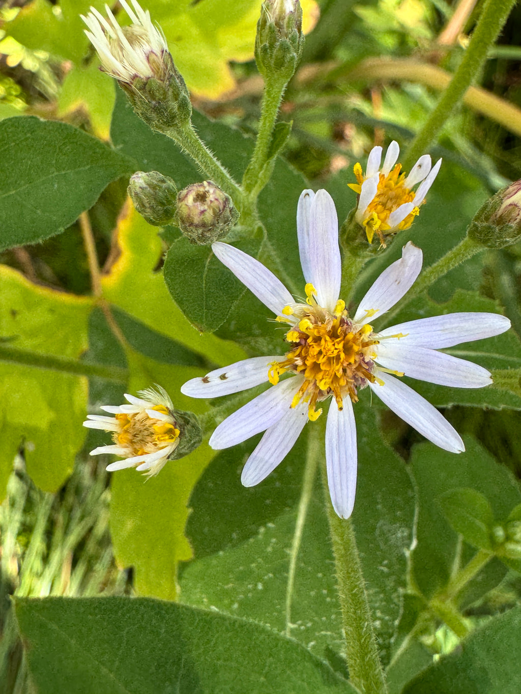 Big-leaf Aster (Eurybia Macrophylla)