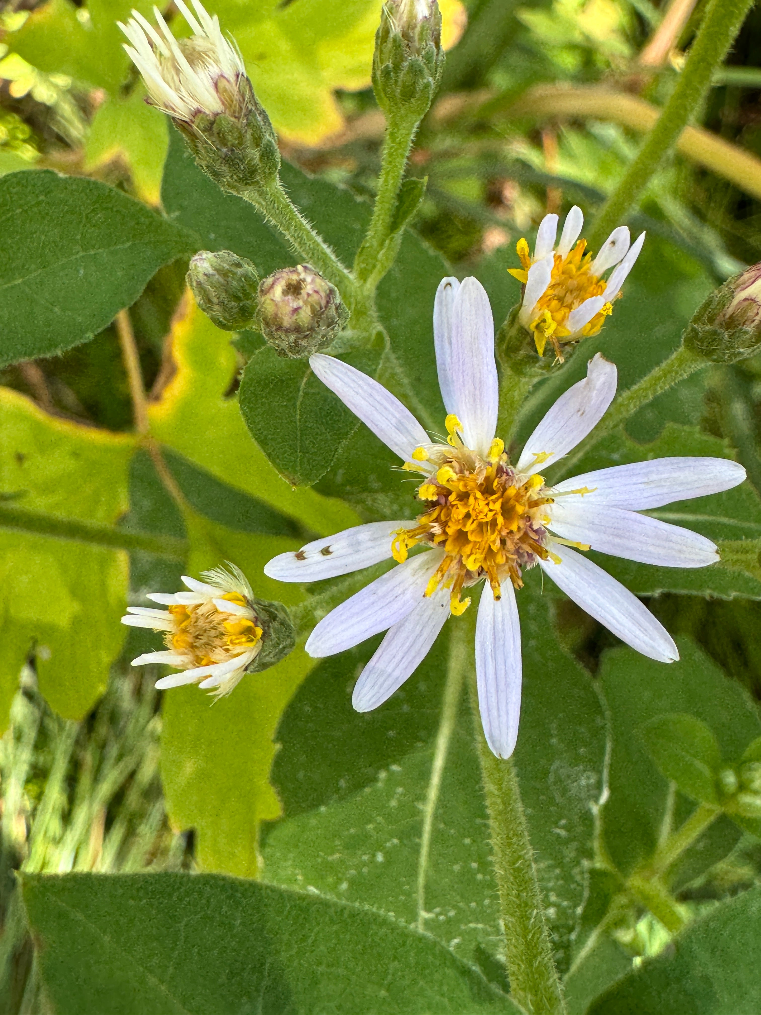 Big-leaf Aster (Eurybia Macrophylla)