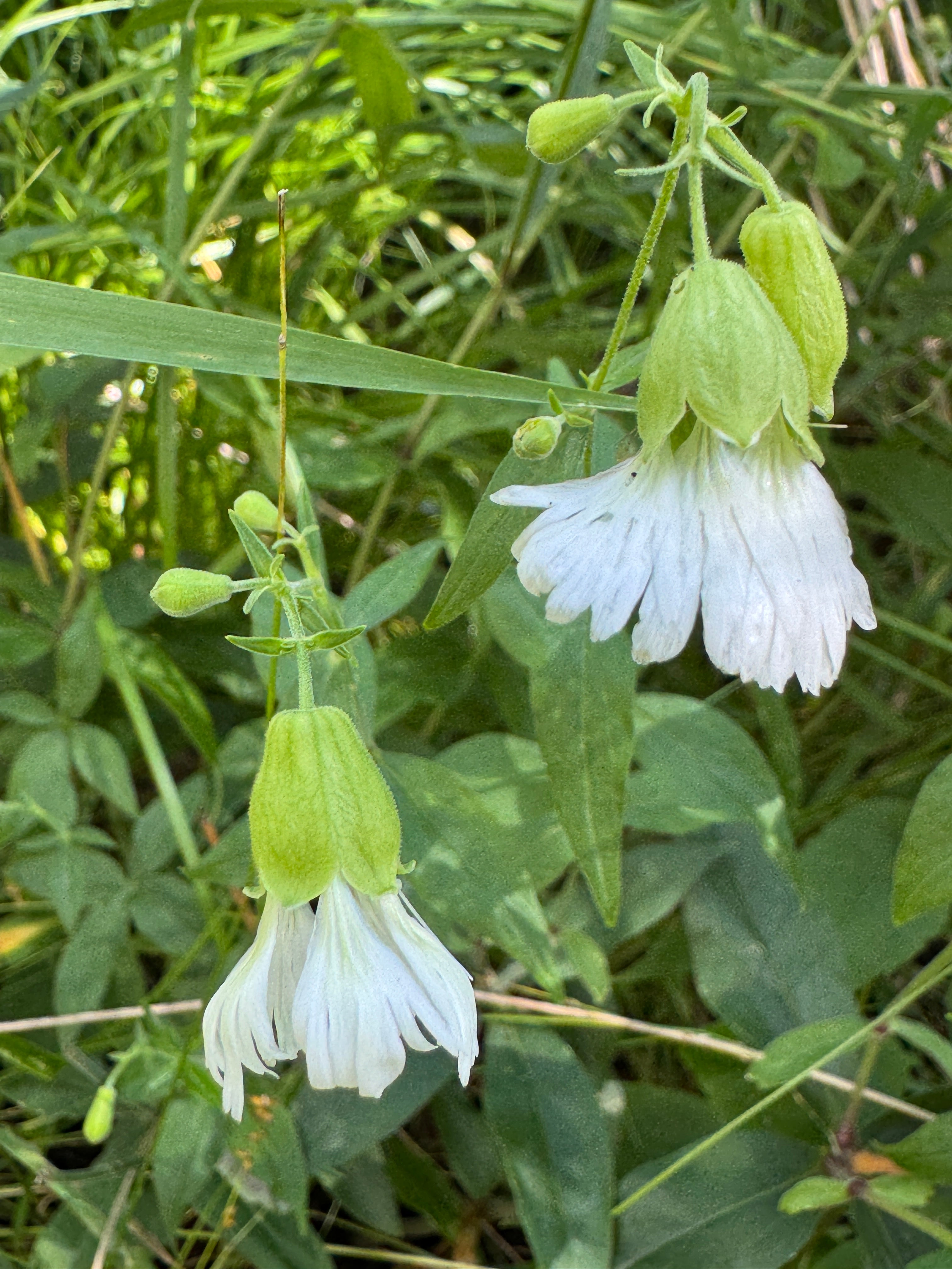 Starry Campion (Silene Stellata)