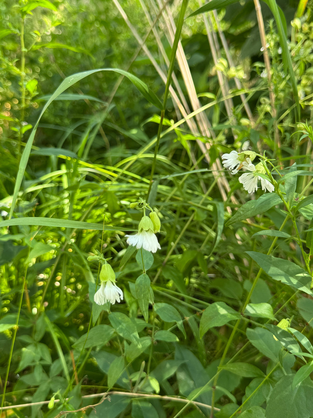 Starry Campion (Silene Stellata)