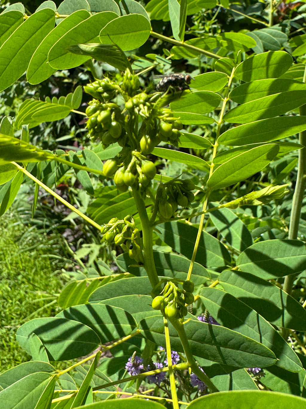 Wild Senna (Senna hebecarpa)