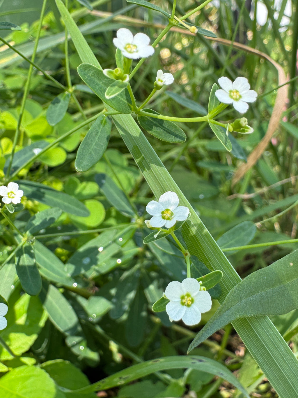 Flowering Spurge (Euphorbia Corollata)