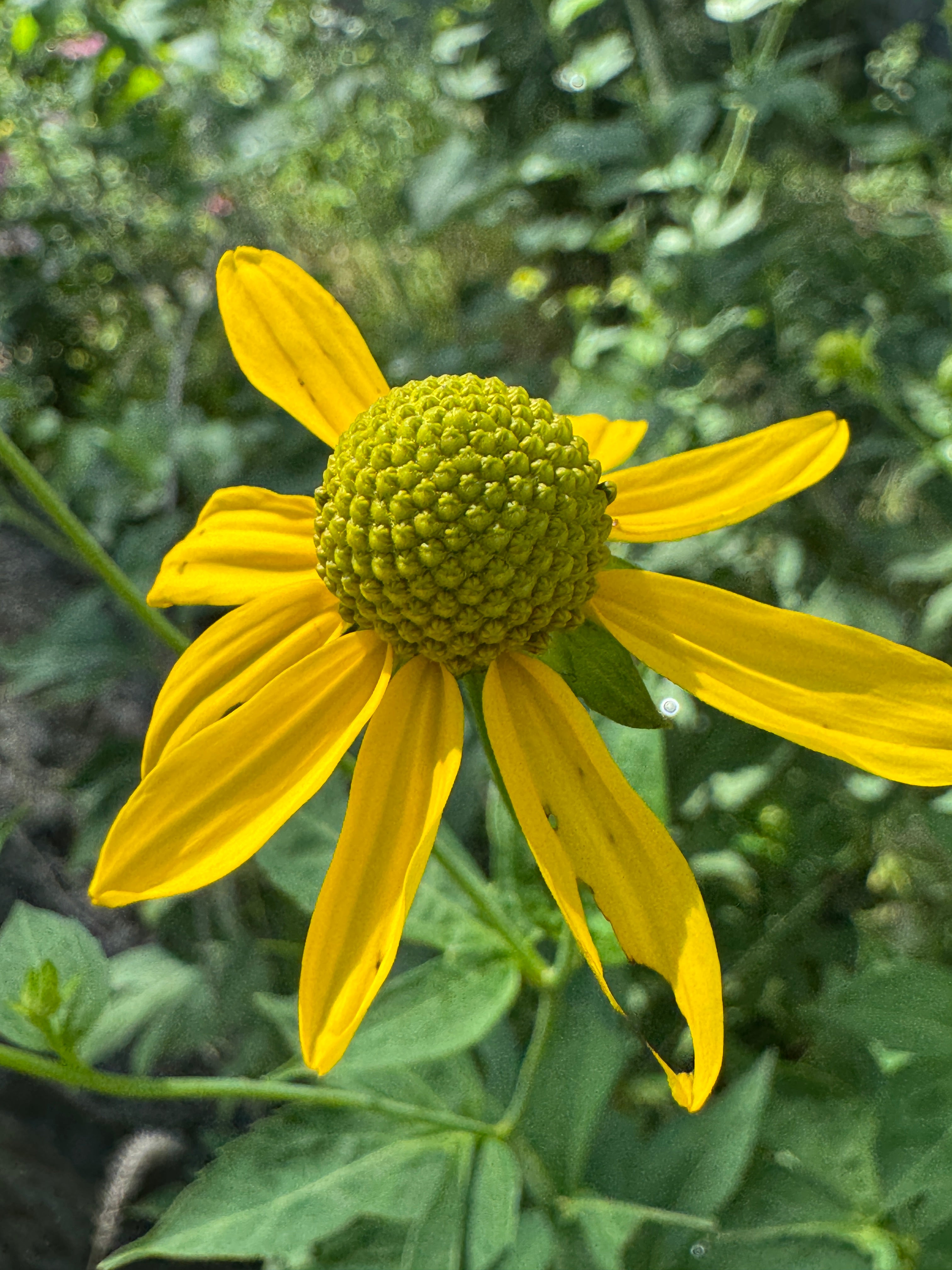 Cutleaf Coneflower (Rudbeckia Laciniata)