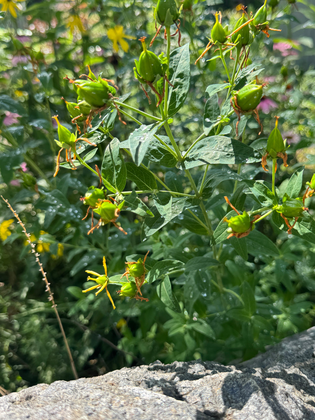Great St. John's Wort (Hypericum Ascyron)