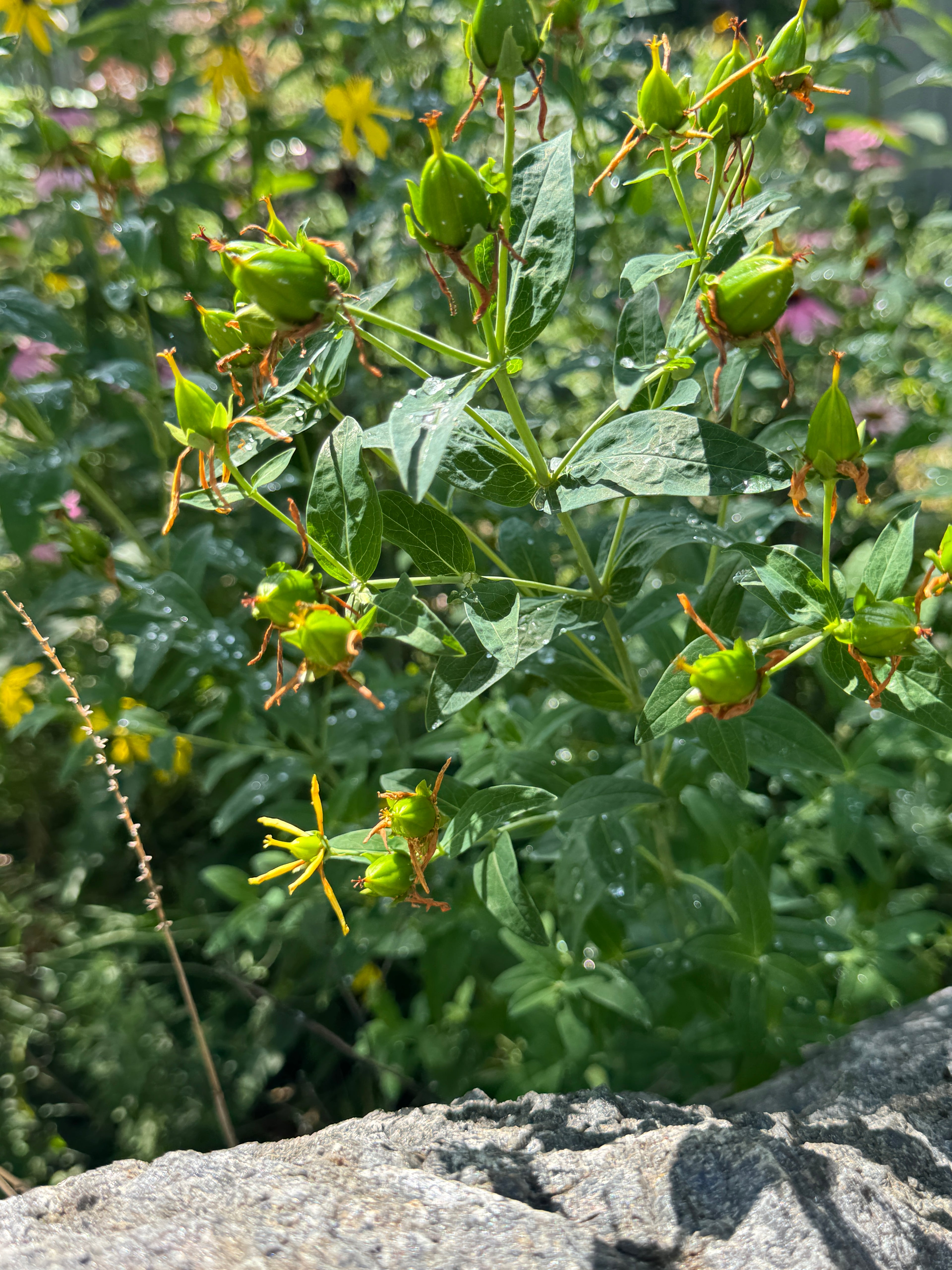Great St. John's Wort (Hypericum Ascyron)