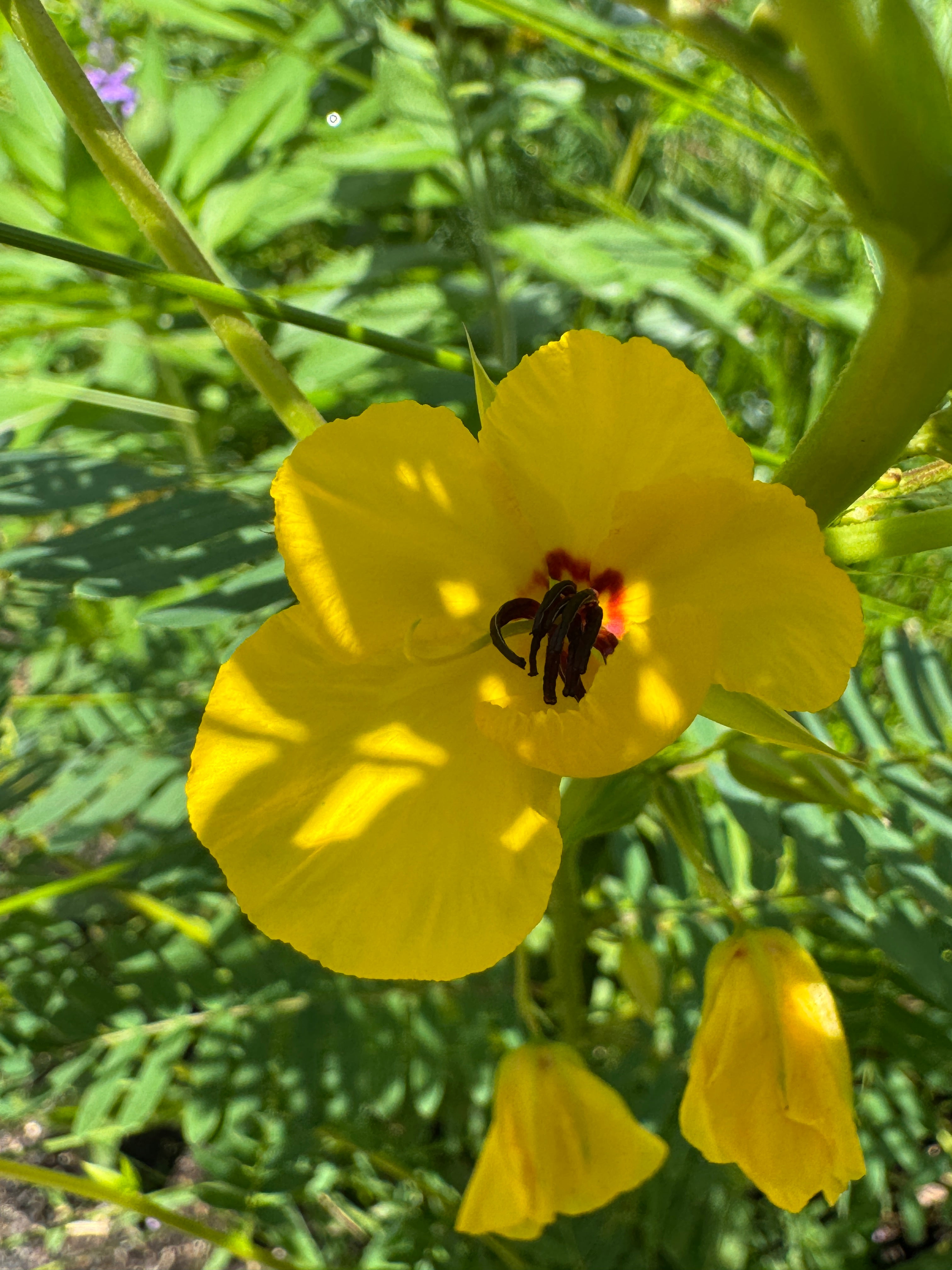 Partridge Pea (Chamaecrista Fasciculata)