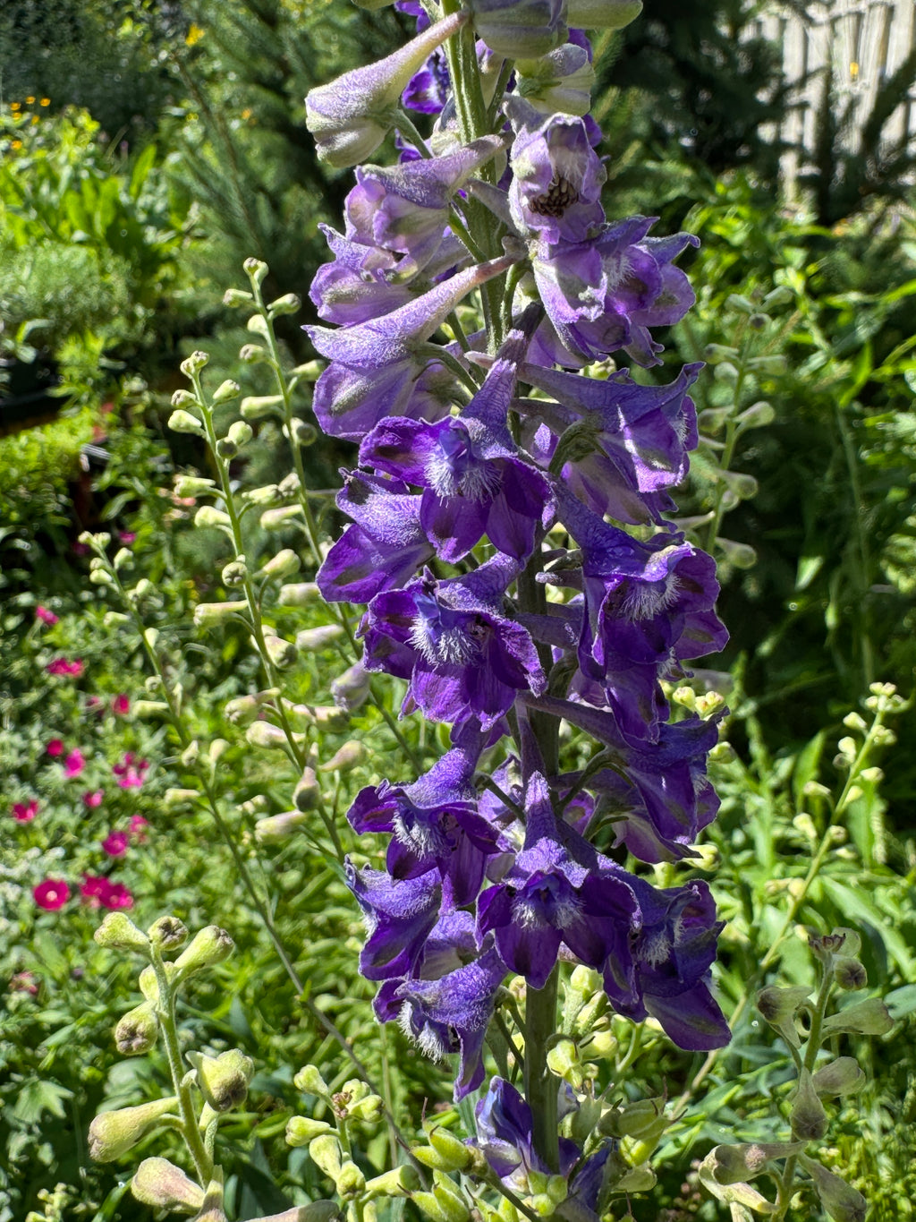 Tall Larkspur (Delphinium Exaltatum)