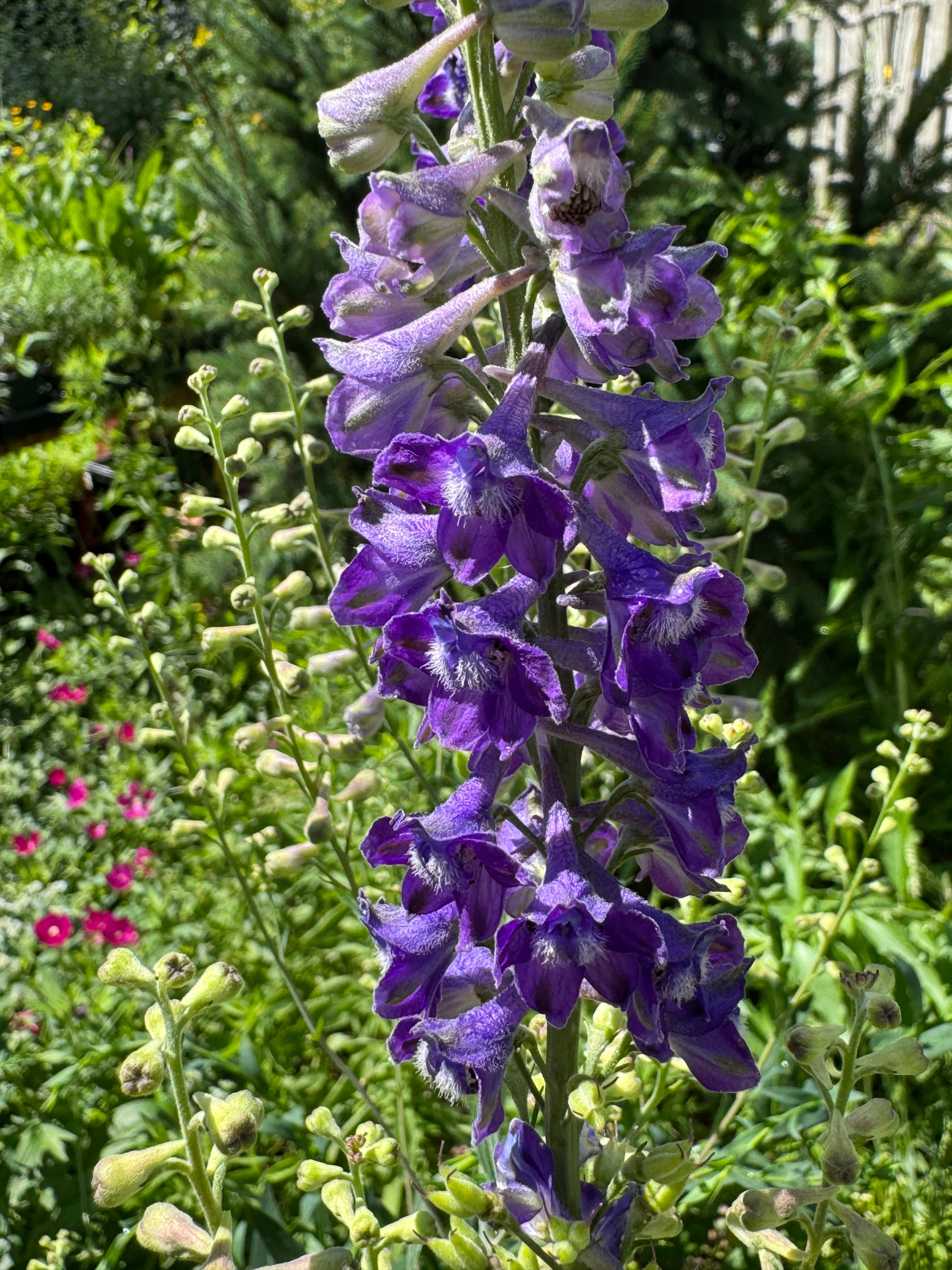 Tall Larkspur (Delphinium Exaltatum)
