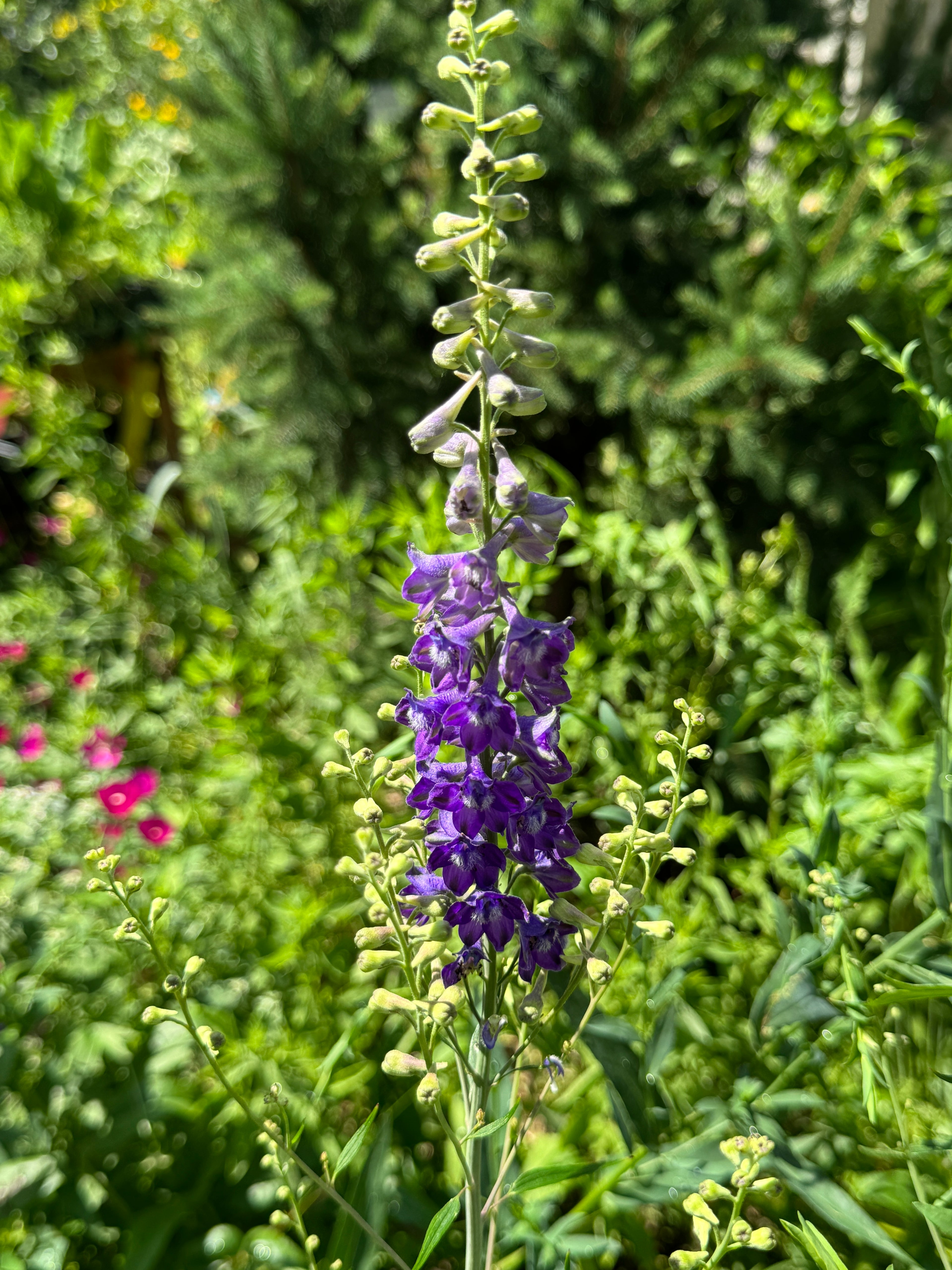 Tall Larkspur (Delphinium Exaltatum)