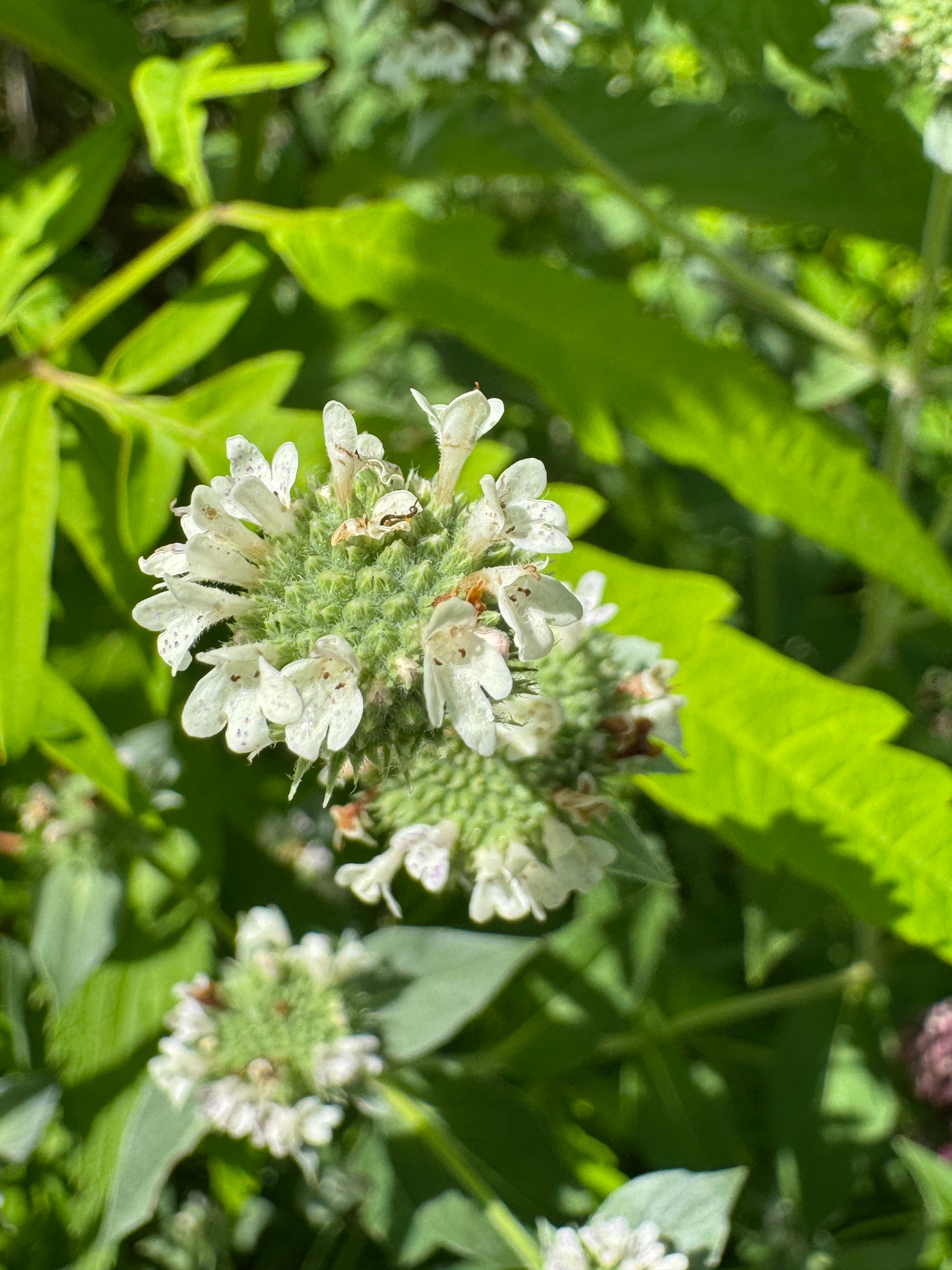 Clustered Mountain Mint (Pycnanthemum Muticum)