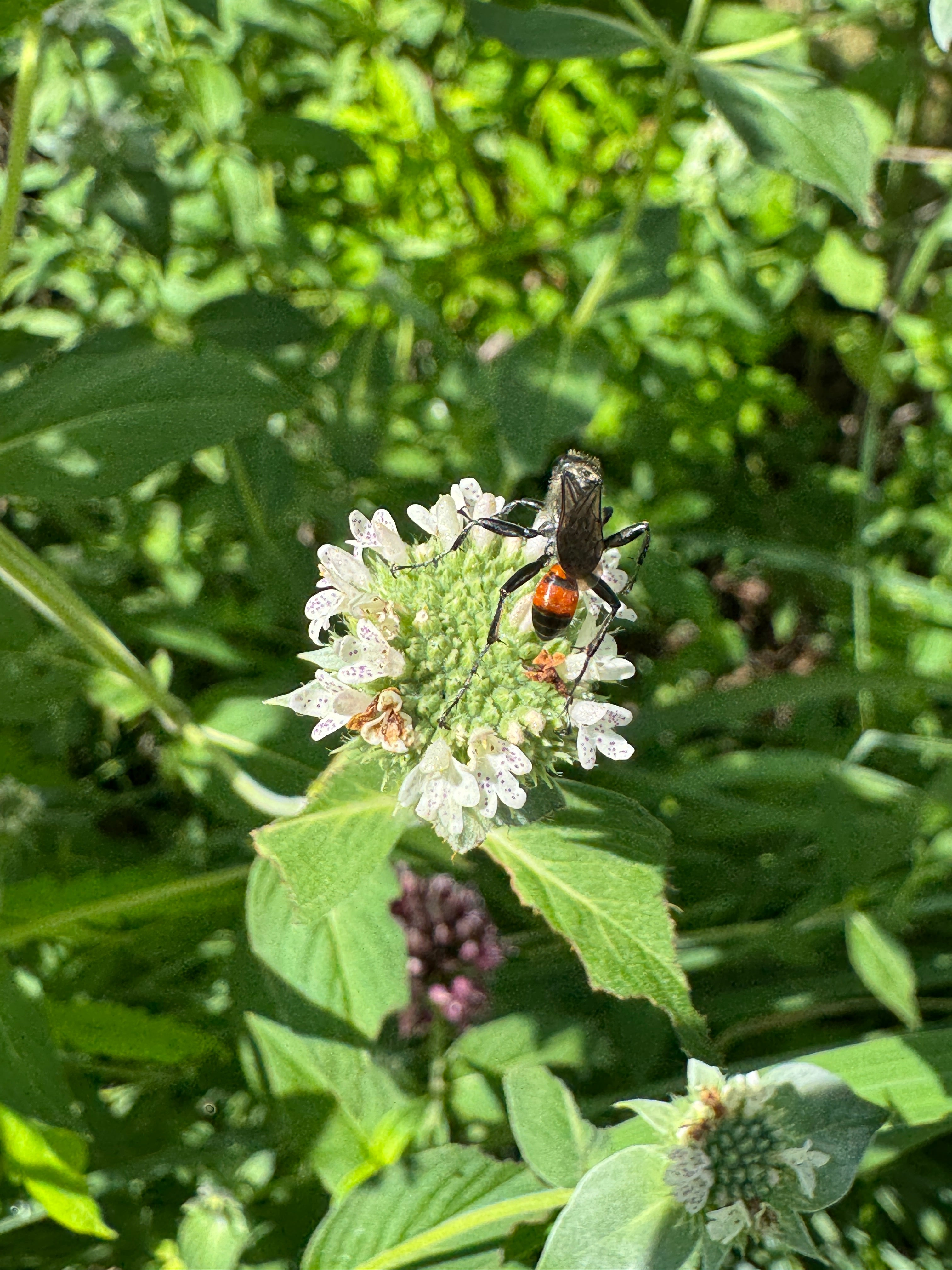 Clustered Mountain Mint (Pycnanthemum Muticum)