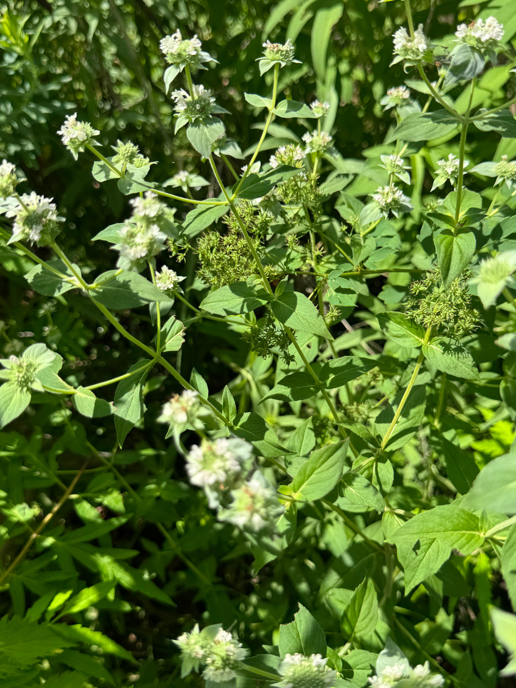 Clustered Mountain Mint (Pycnanthemum Muticum)
