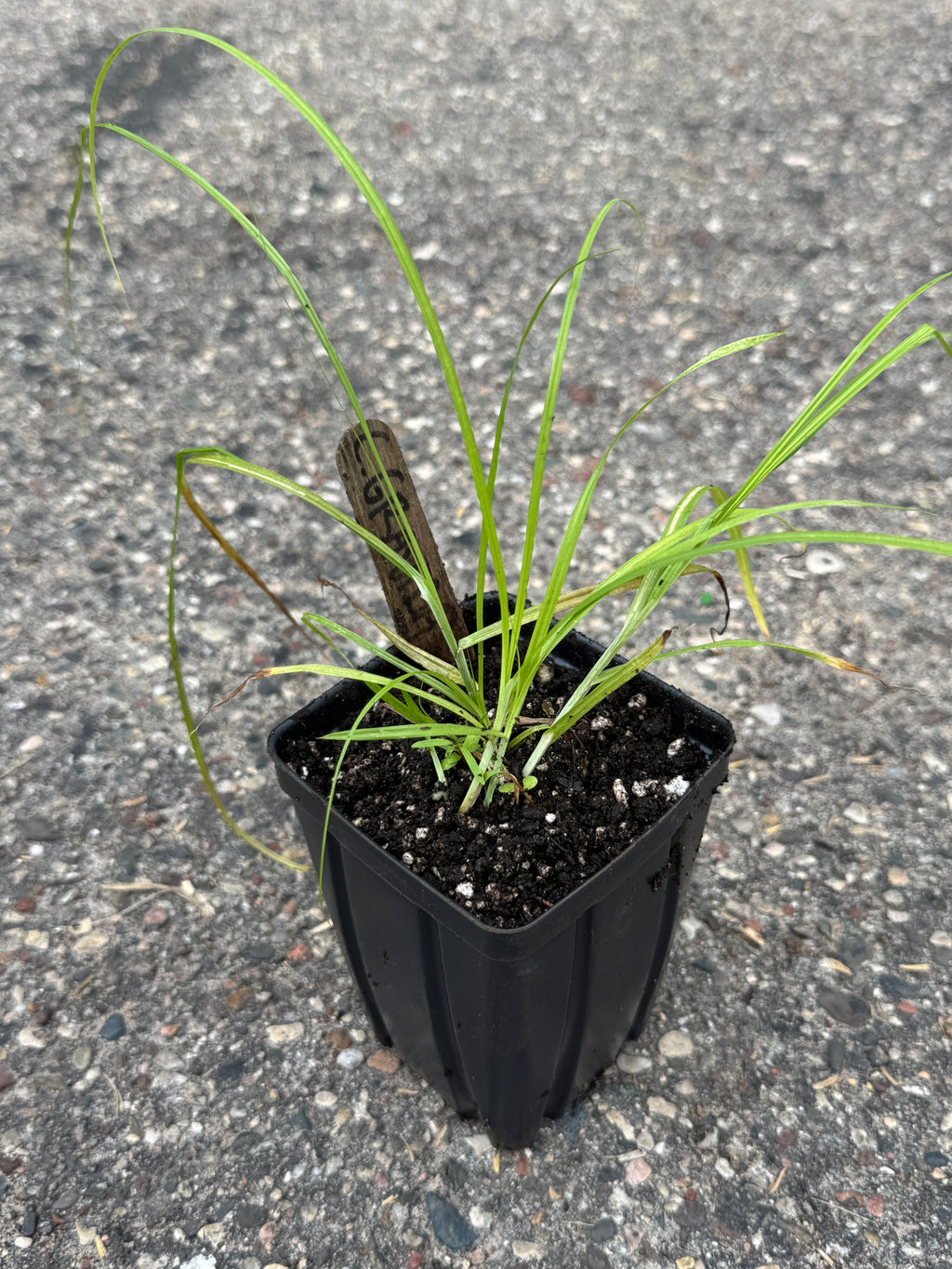 Heavy Sedge (Carex Gravida)