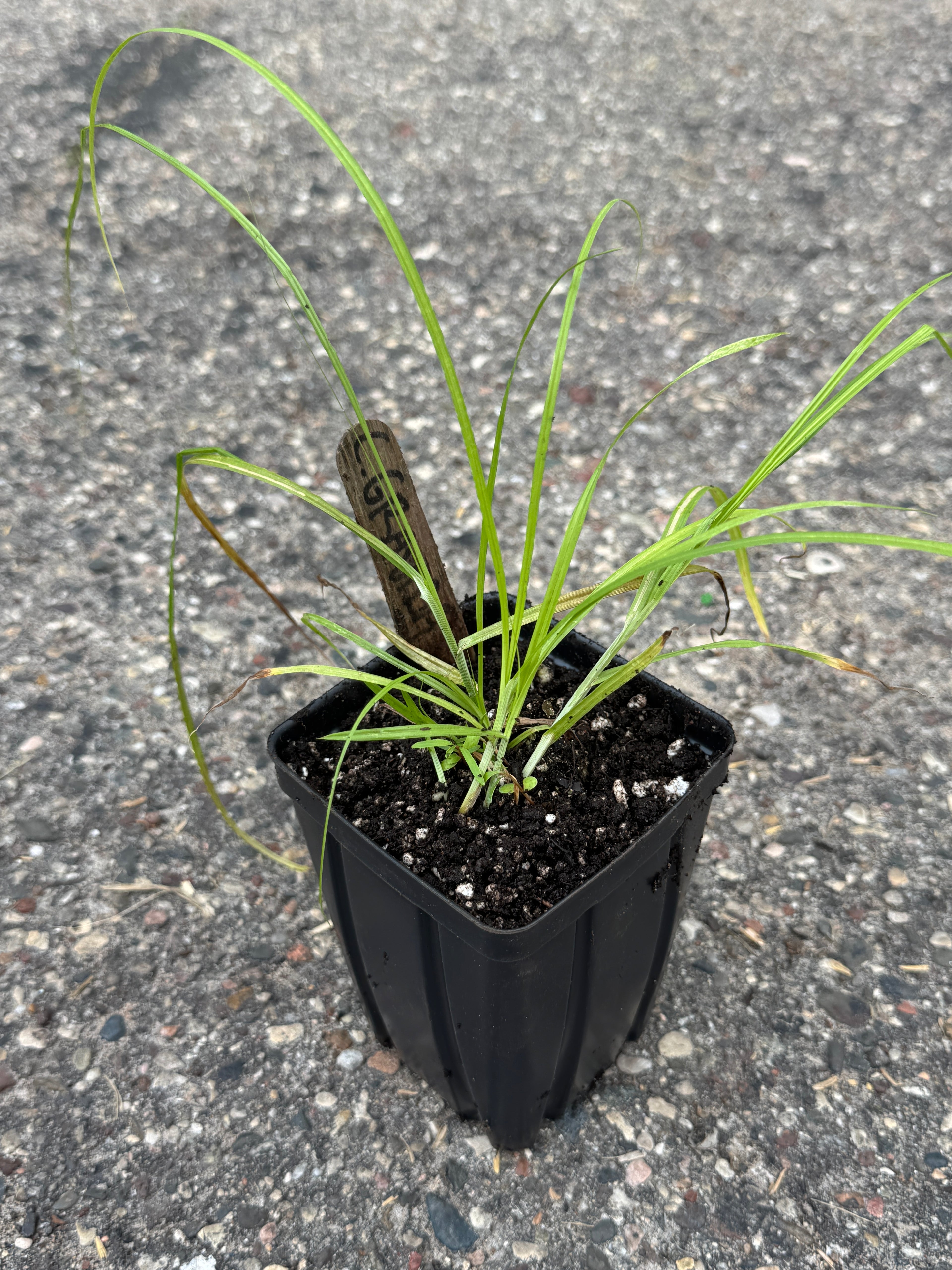 Heavy Sedge (Carex Gravida)