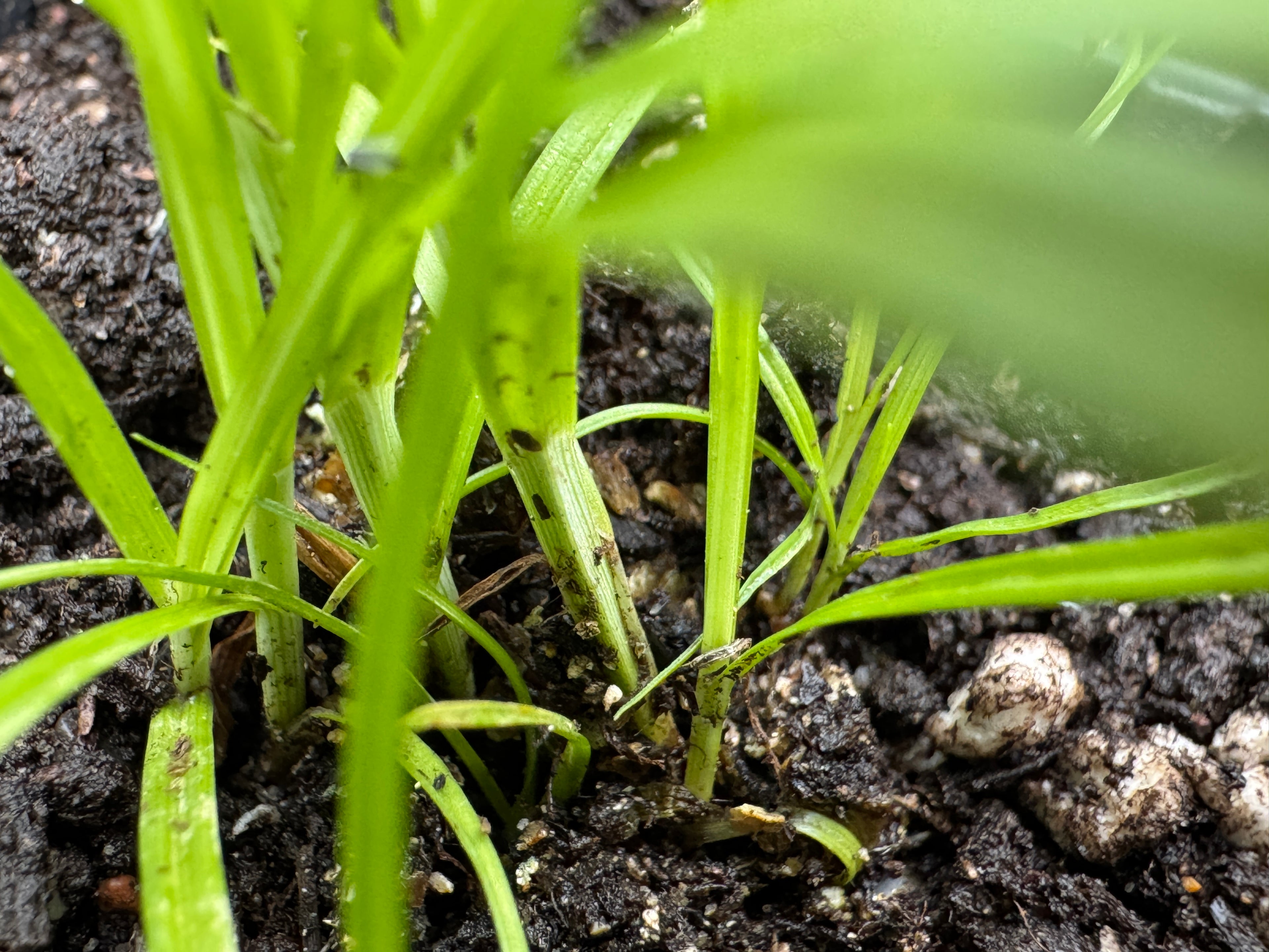 Heavy Sedge (Carex Gravida)