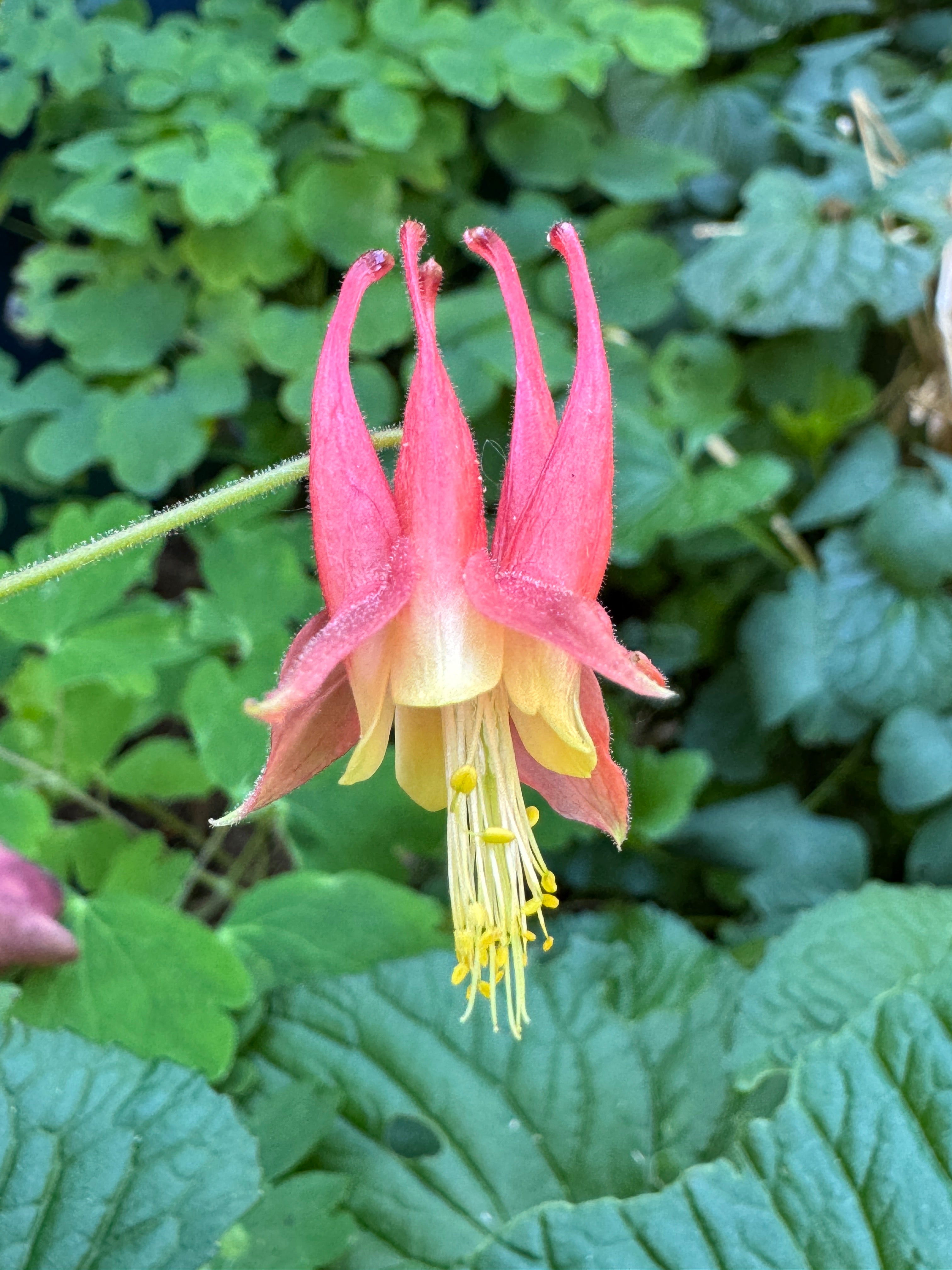 Eastern Columbine (Aquilegia Canadensis)
