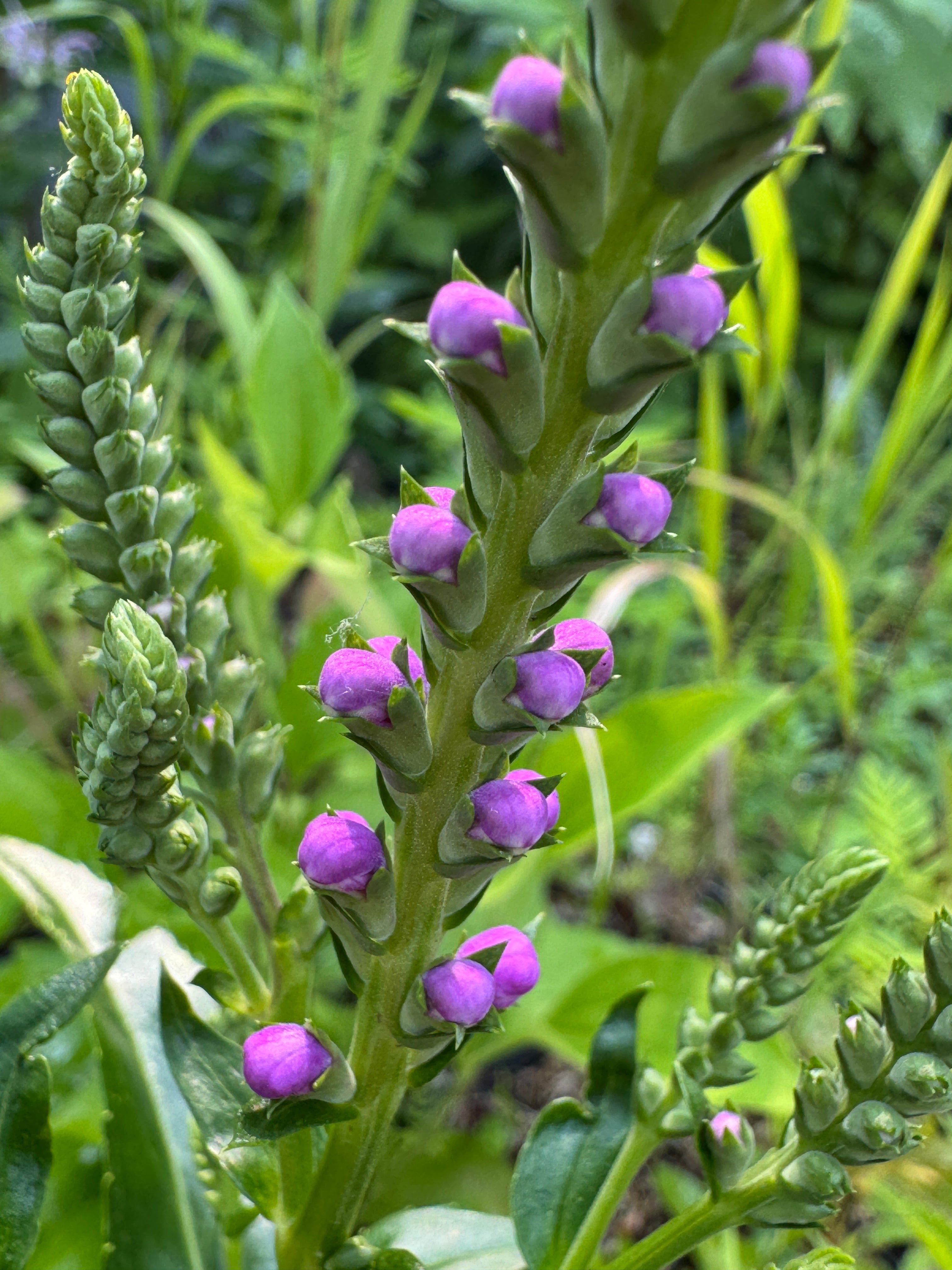 Obedient Plant (Physostegia Virginiana)