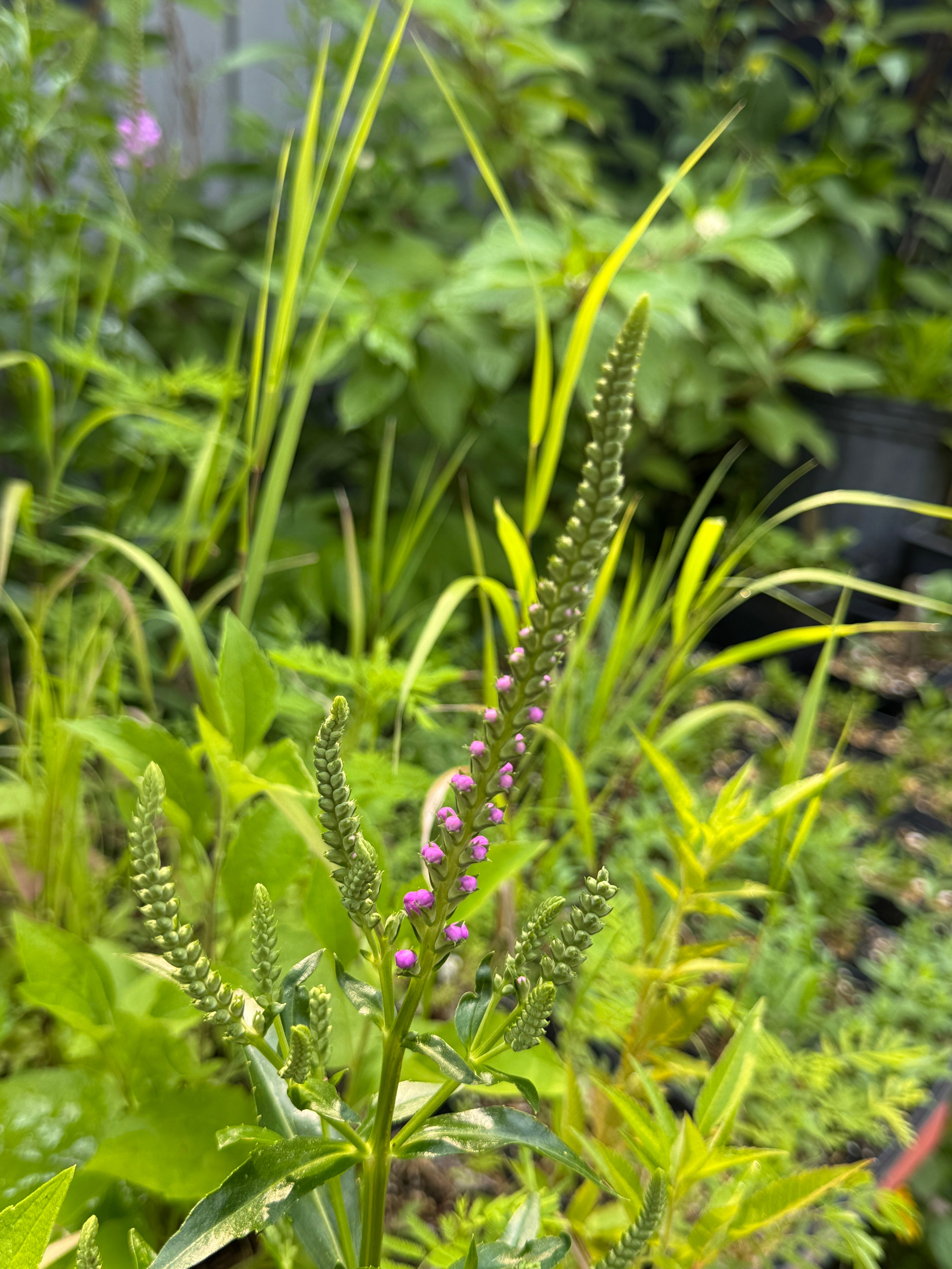 Obedient Plant (Physostegia Virginiana)