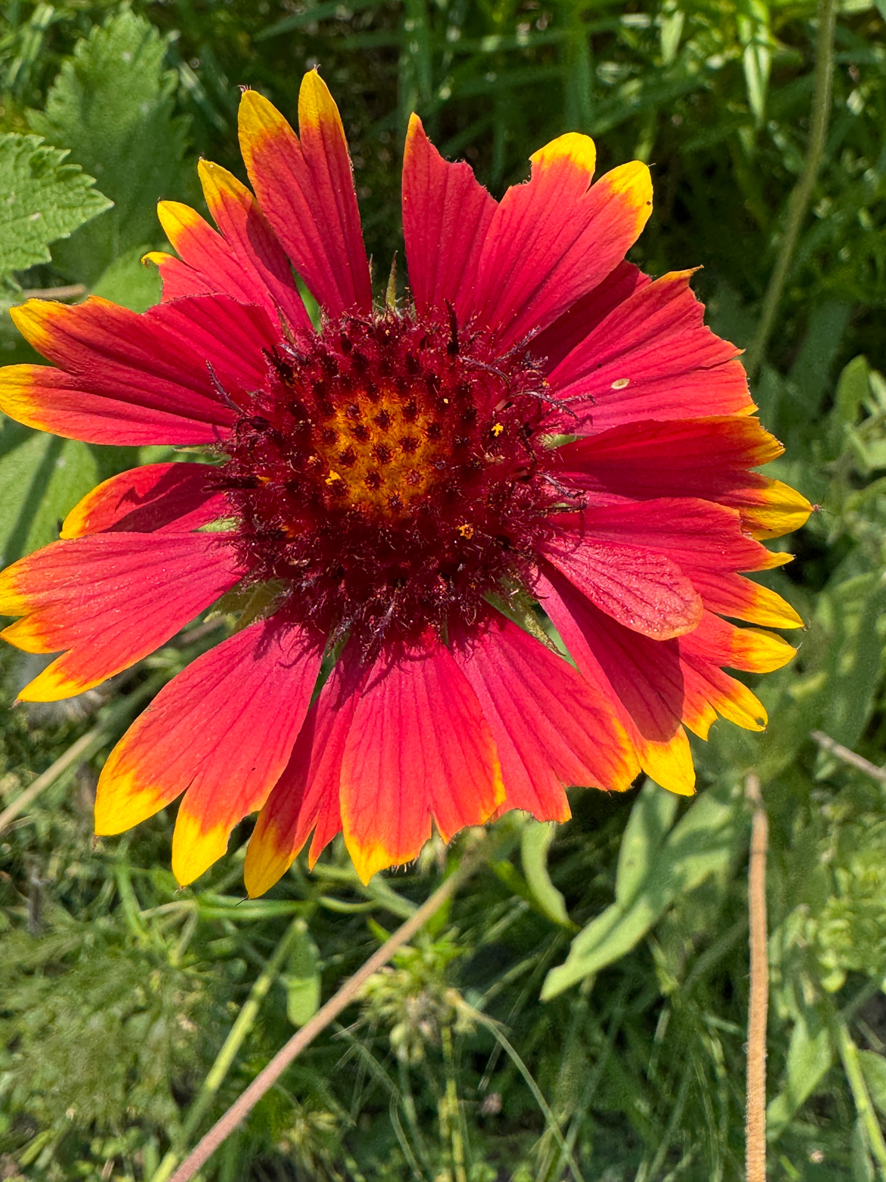 Blanket Flower (Gaillardia Aristata)