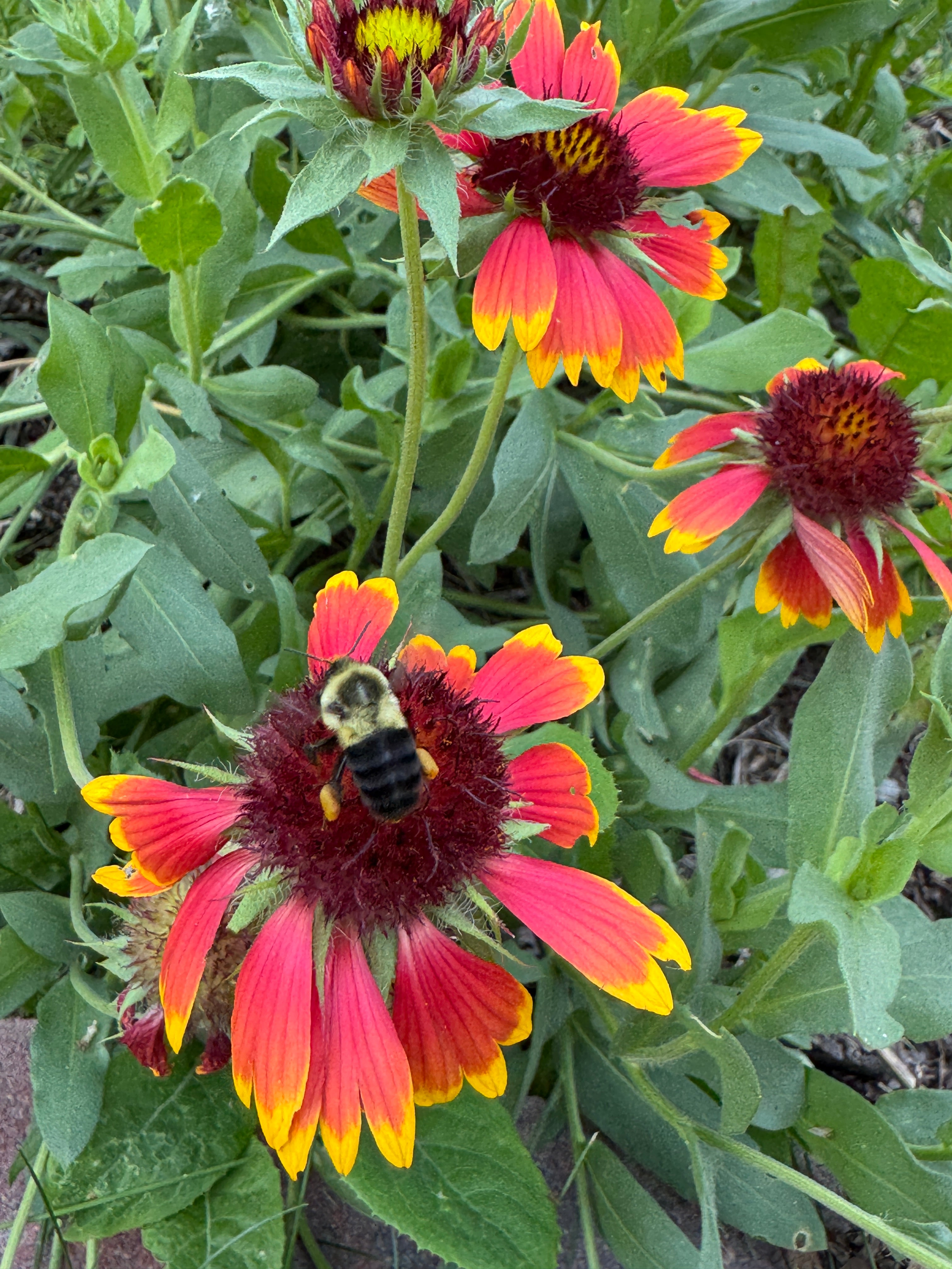 Blanket Flower (Gaillardia Aristata)