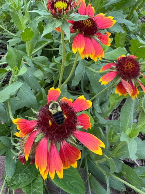 Blanket Flower (Gaillardia Aristata)
