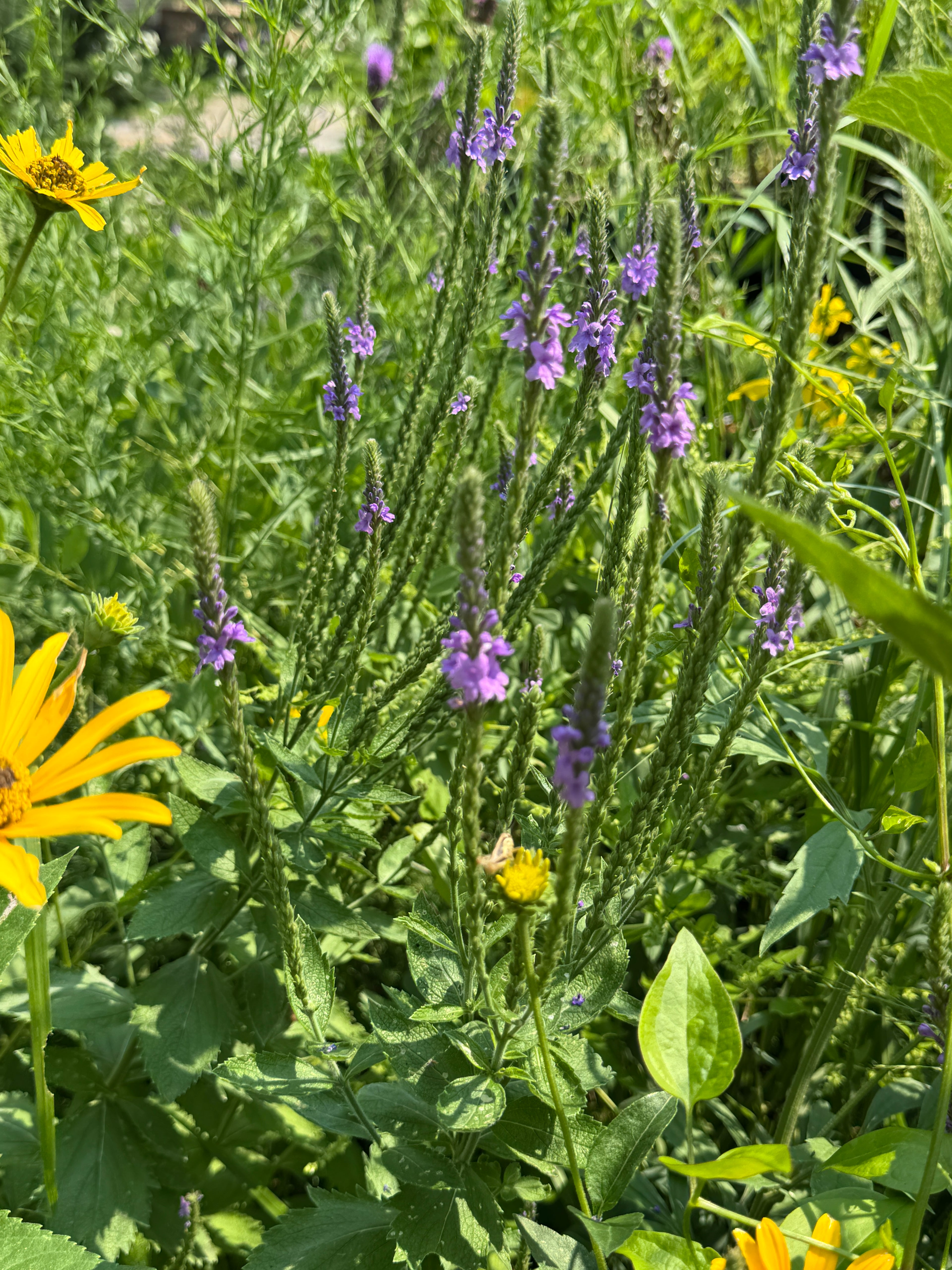 Hoary Vervain (Verbena Stricta)