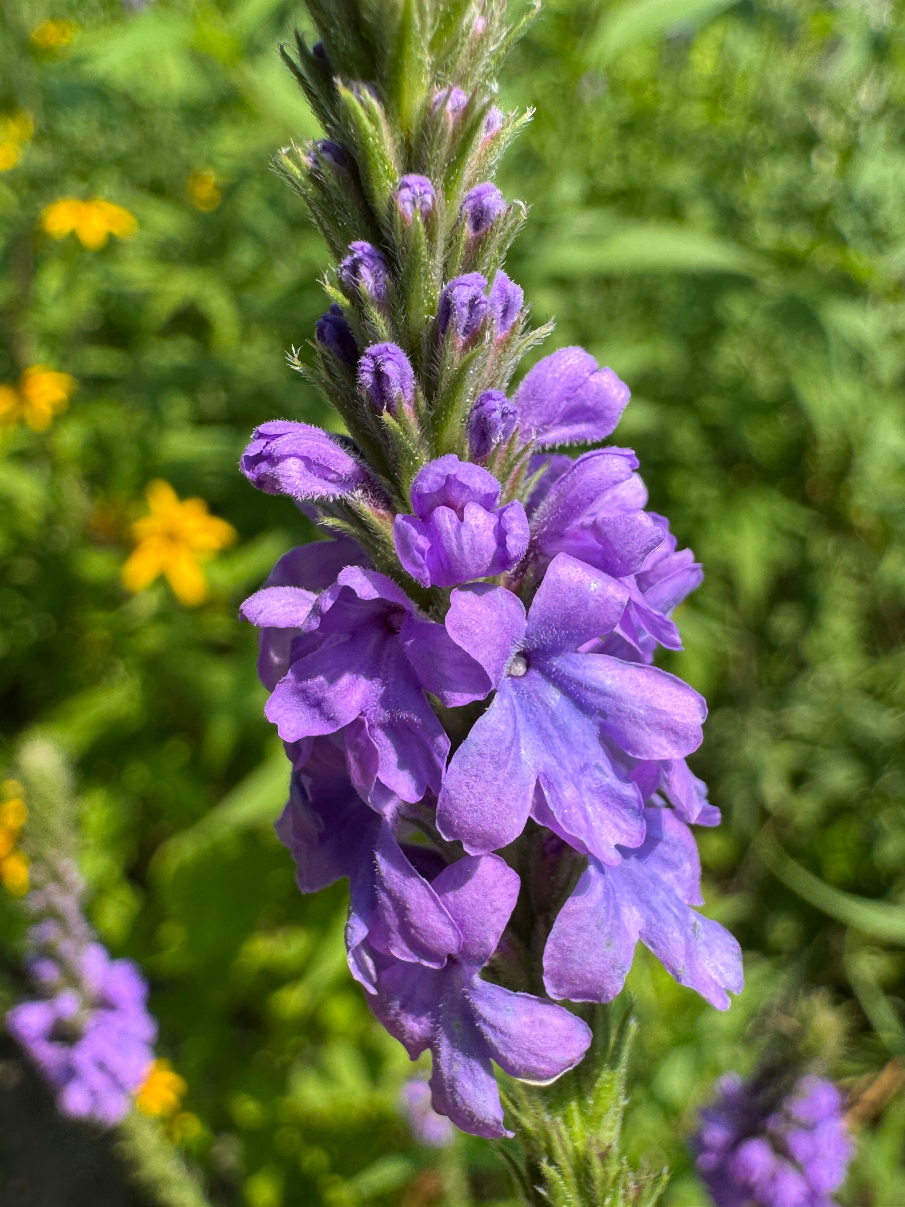 Hoary Vervain (Verbena Stricta)