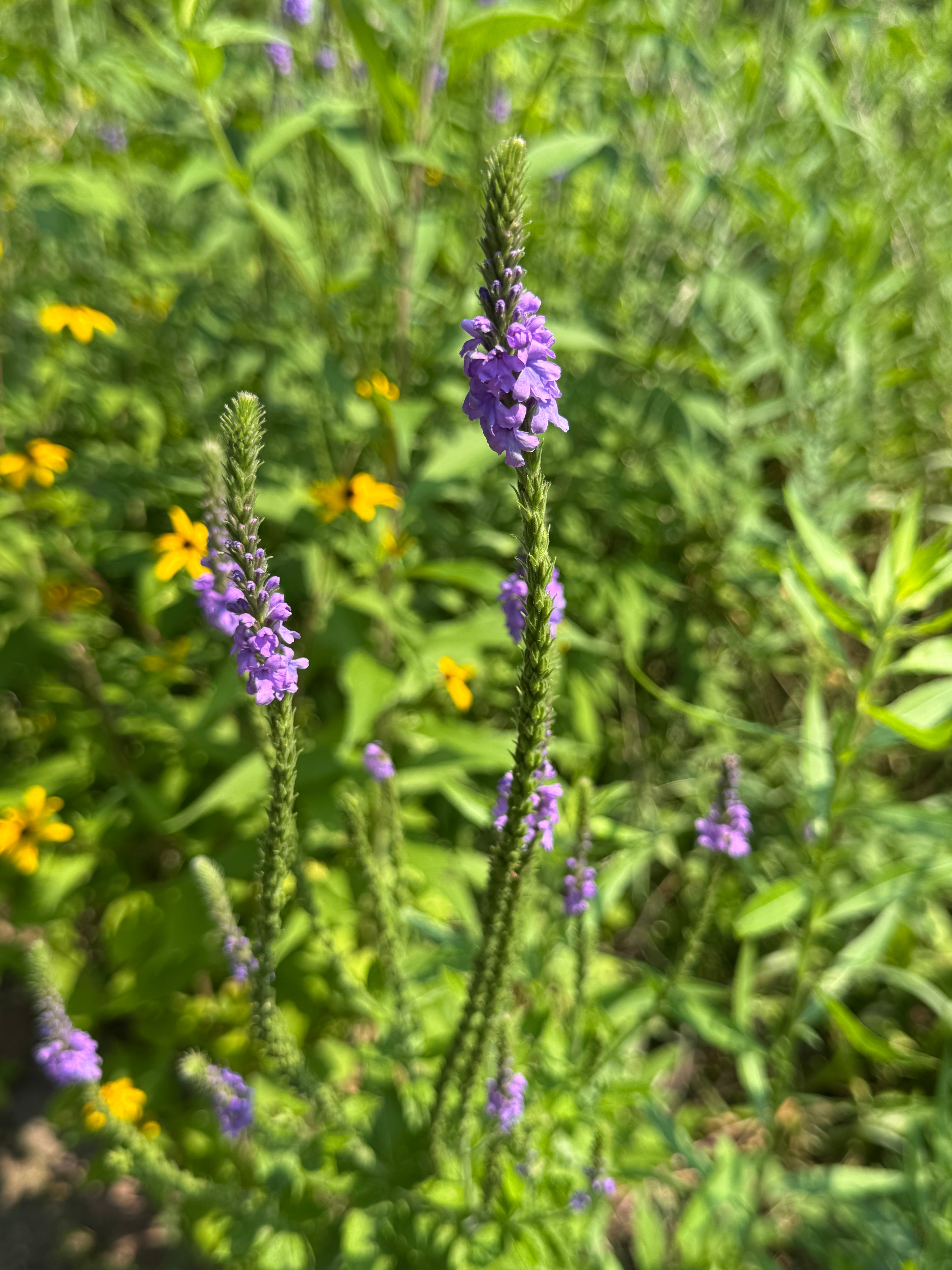 Hoary Vervain (Verbena Stricta)