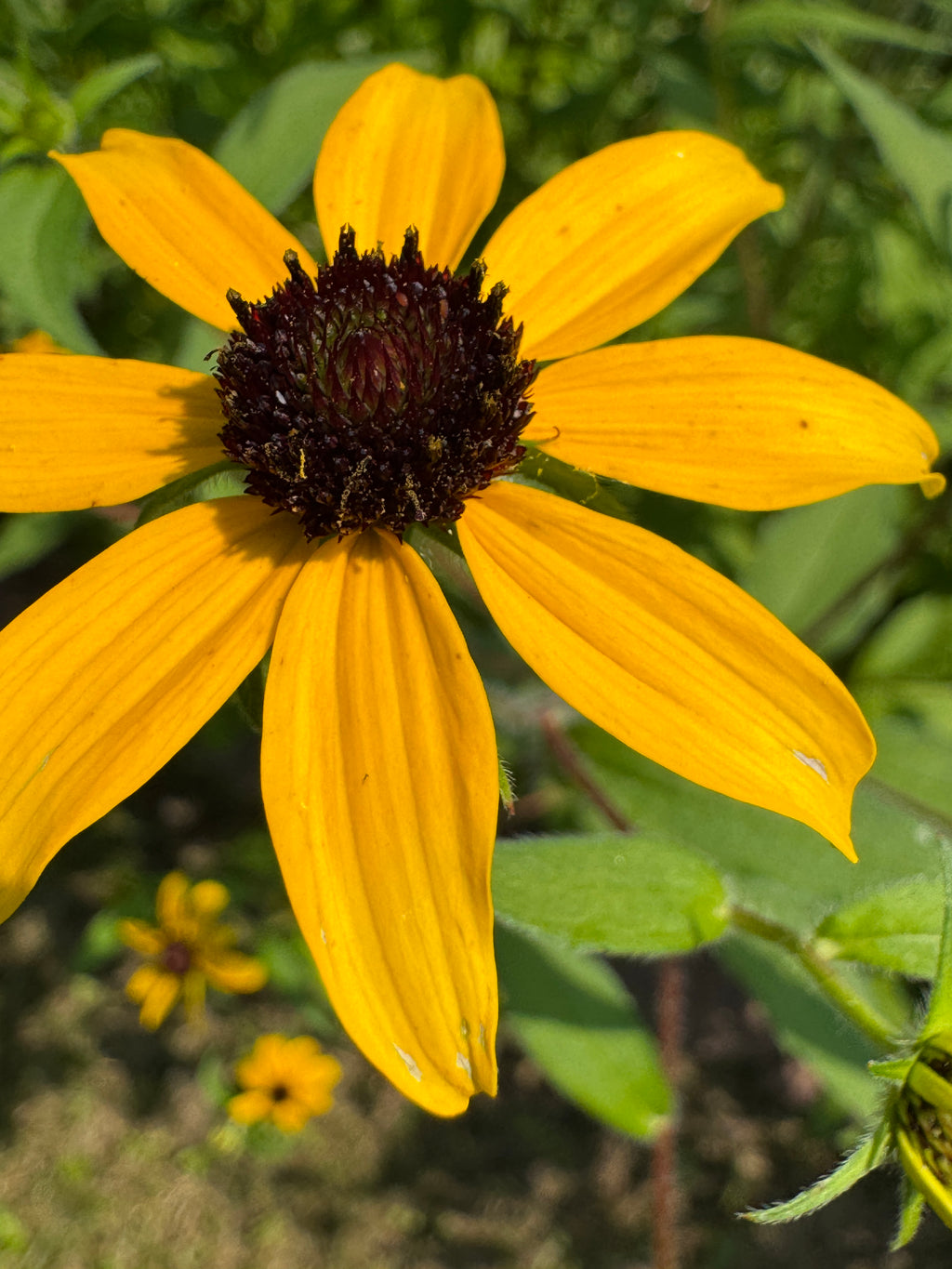 Brown-eyed Susan (Rudbeckia Triloba)