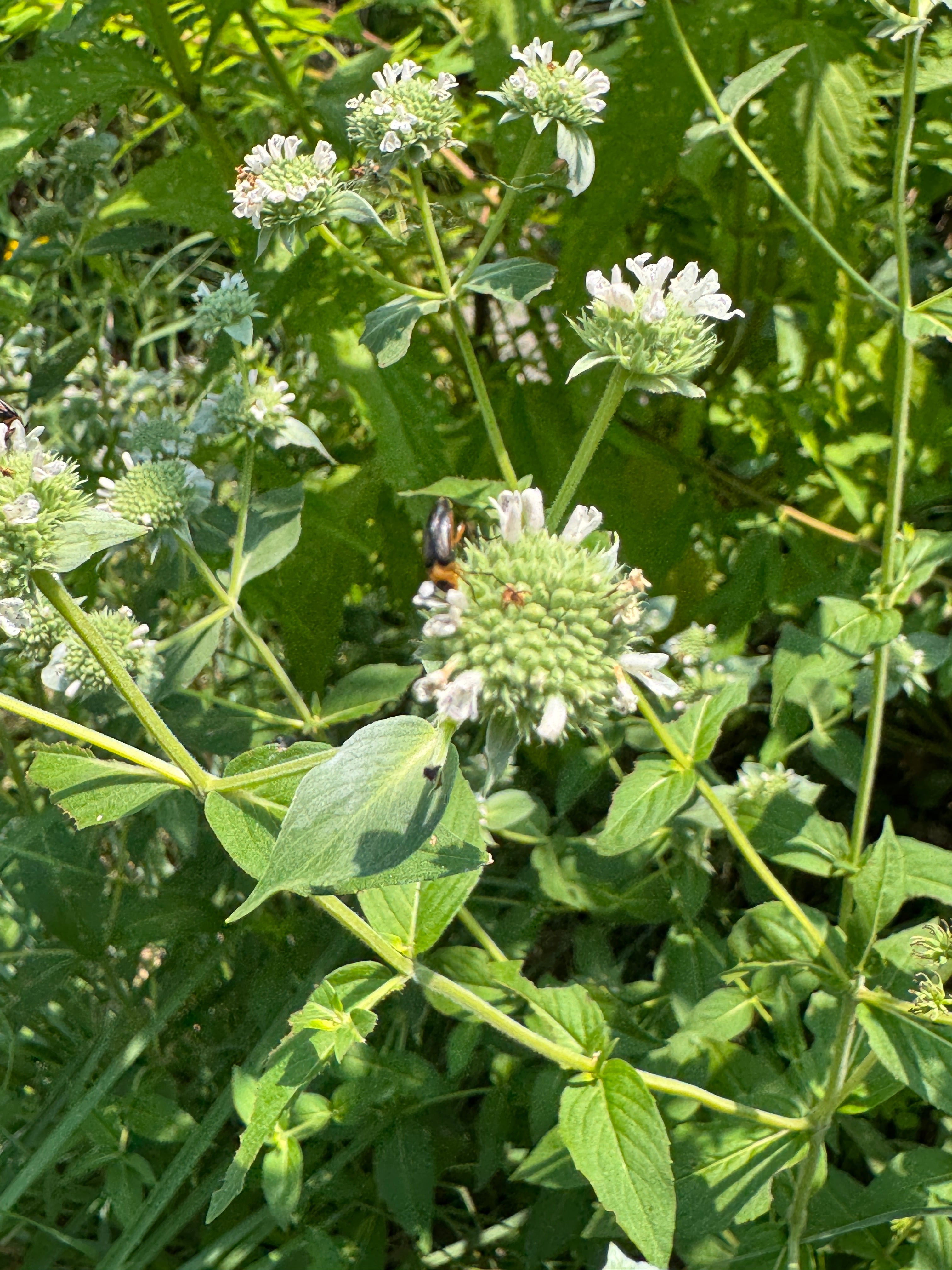 Clustered Mountain Mint (Pycnanthemum Muticum)