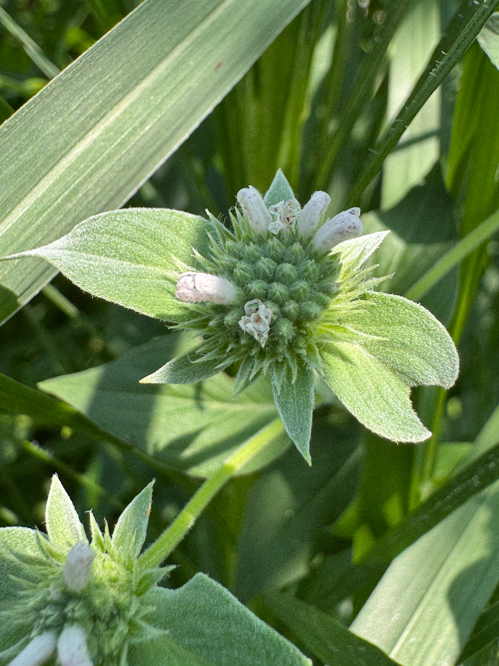 Clustered Mountain Mint (Pycnanthemum Muticum)
