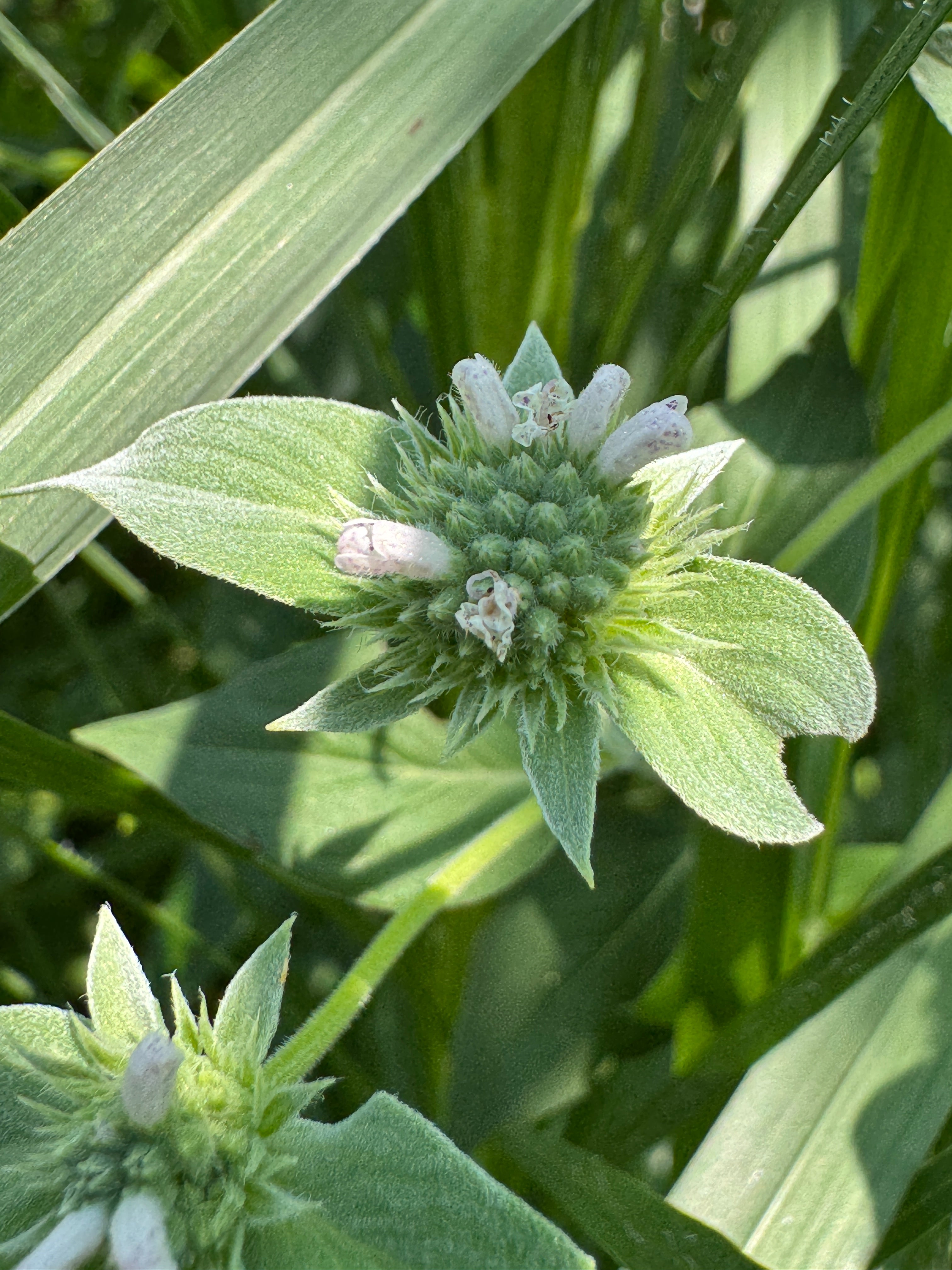 Clustered Mountain Mint (Pycnanthemum Muticum)