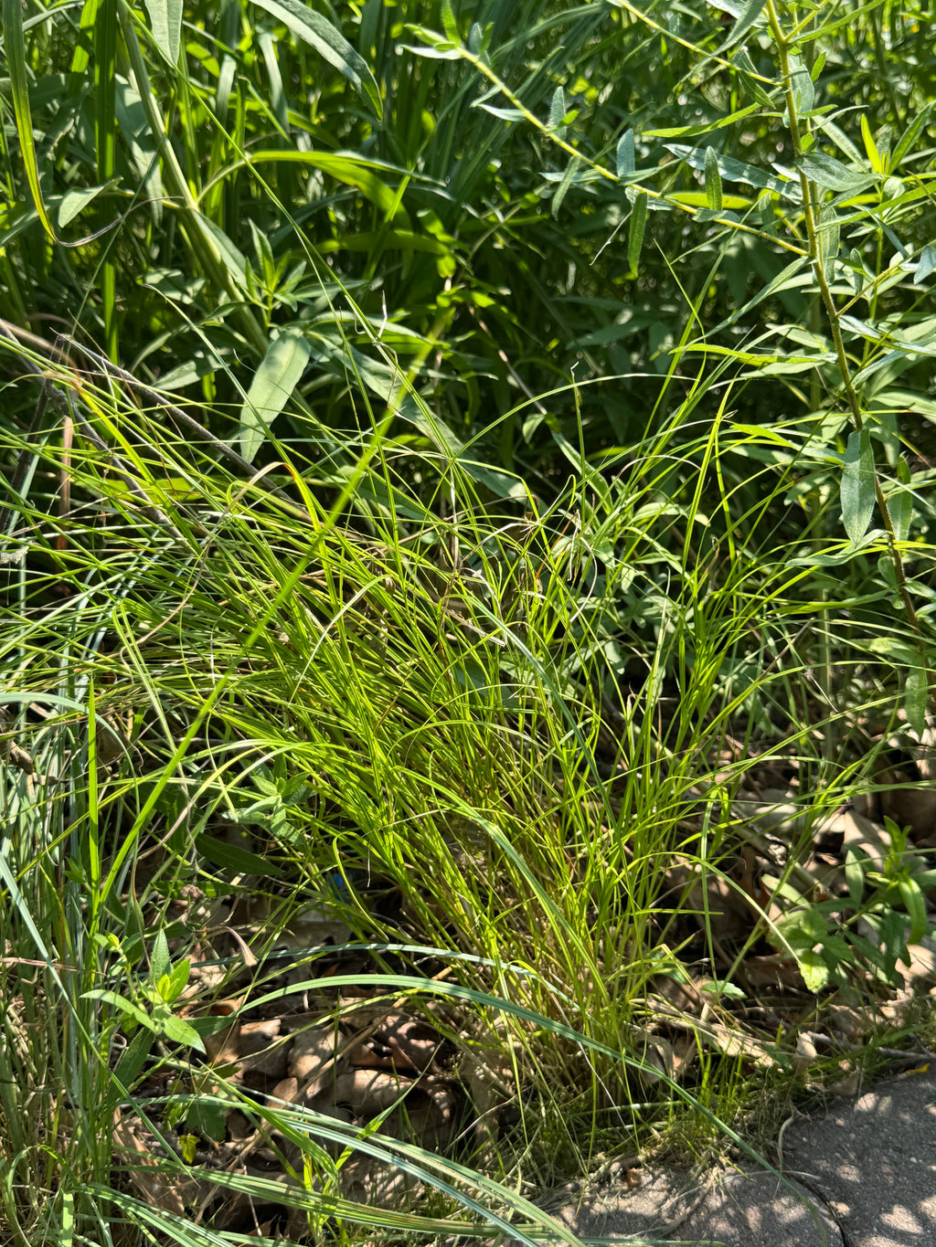 Troublesome Sedge (Carex molesta)