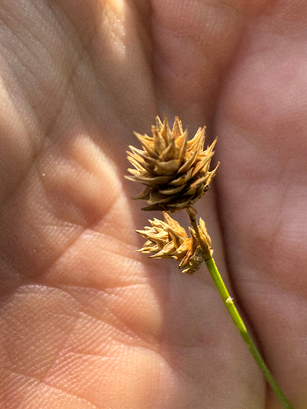 Troublesome Sedge (Carex molesta)