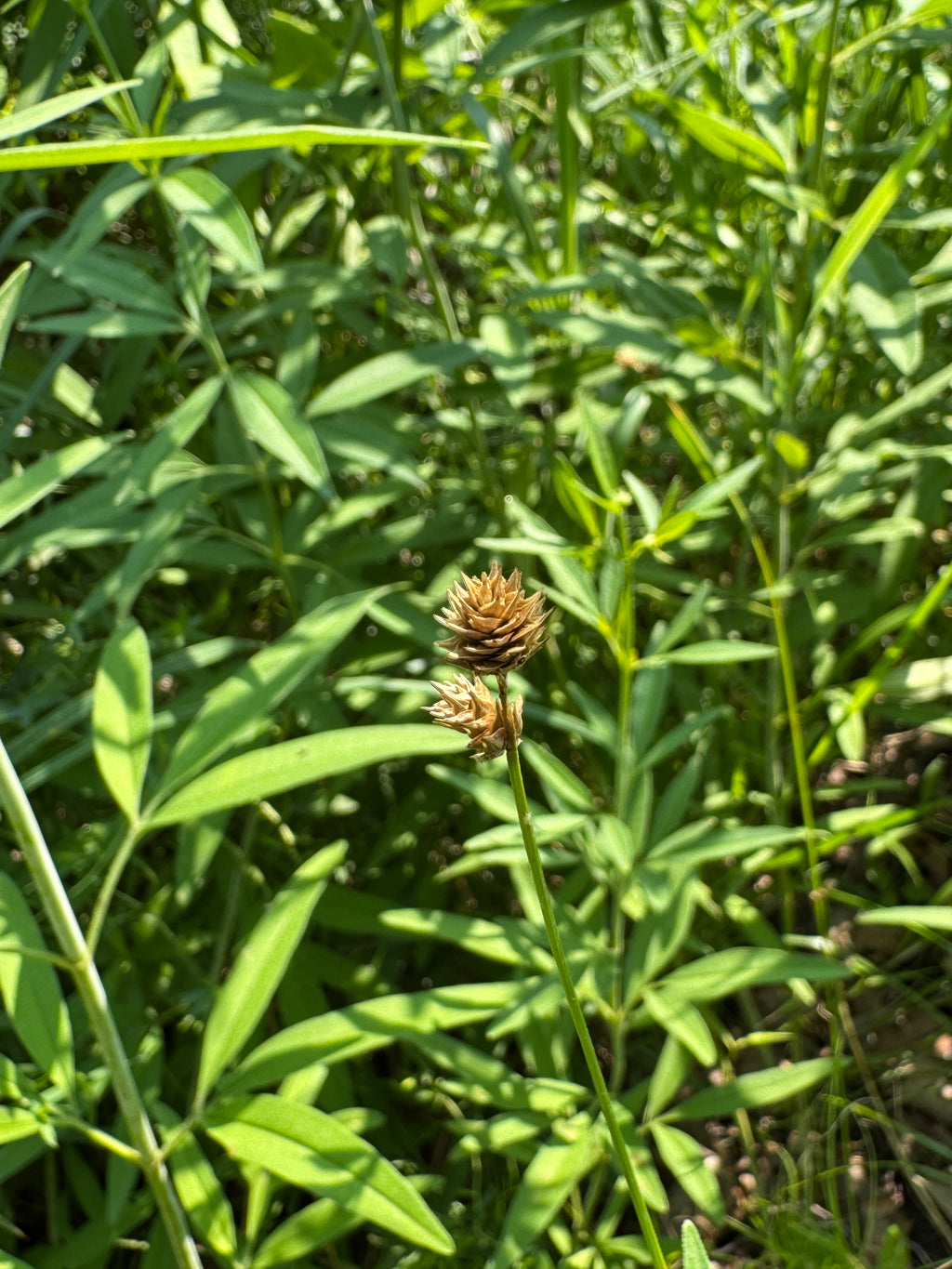 Troublesome Sedge (Carex molesta)