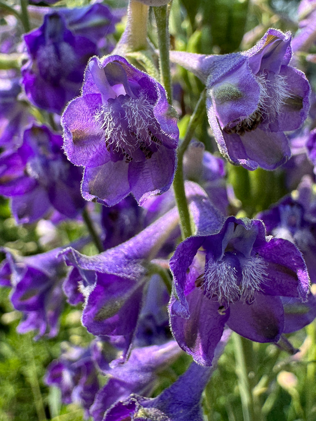 Tall Larkspur (Delphinium Exaltatum)