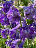 Tall Larkspur (Delphinium Exaltatum)